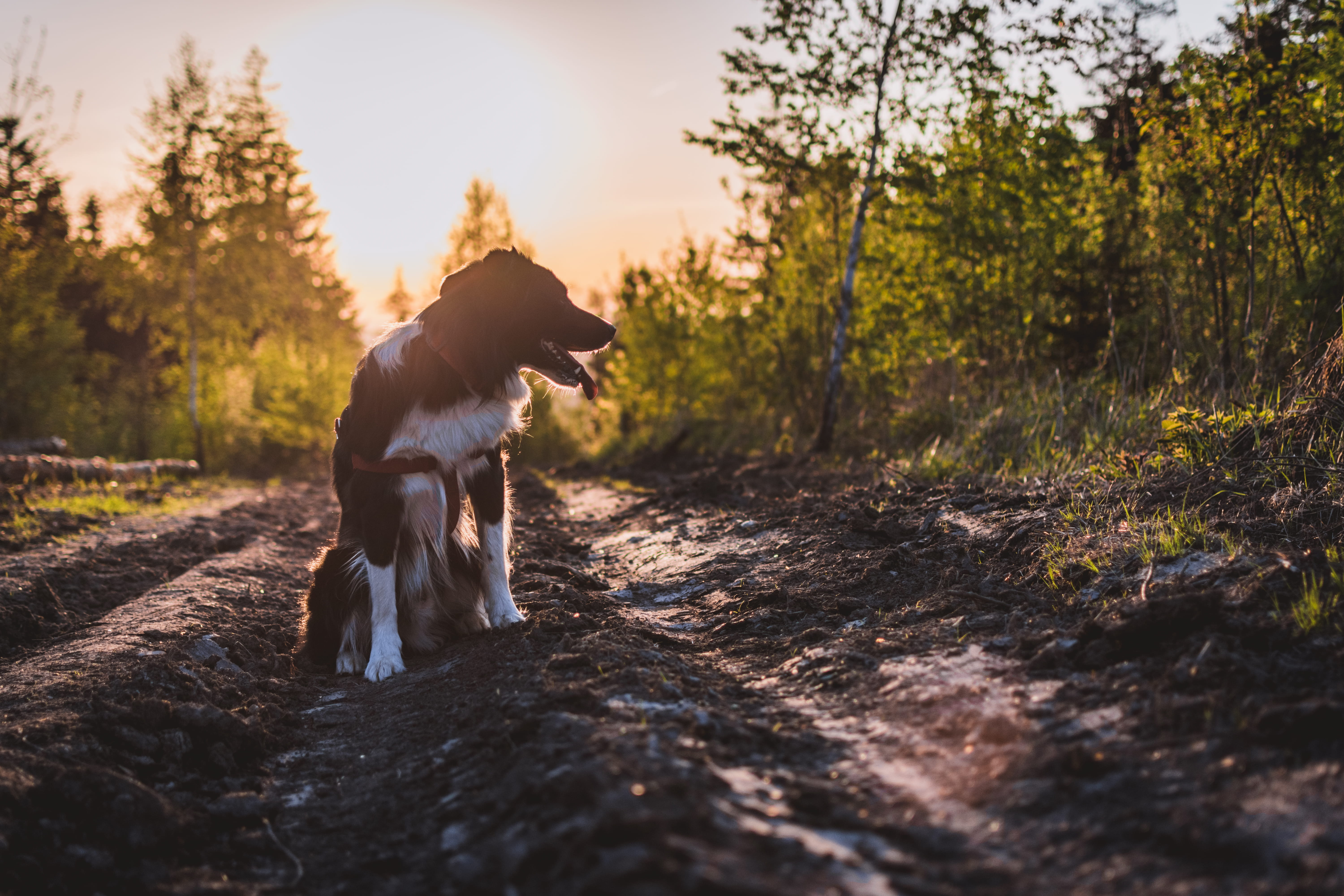  full length, tree, canine, animal themes, no people, love, domestic, clear, trees, nature, sky, view, sunlight, pets, backlight, sunset, outdoors, HD Wallpaper