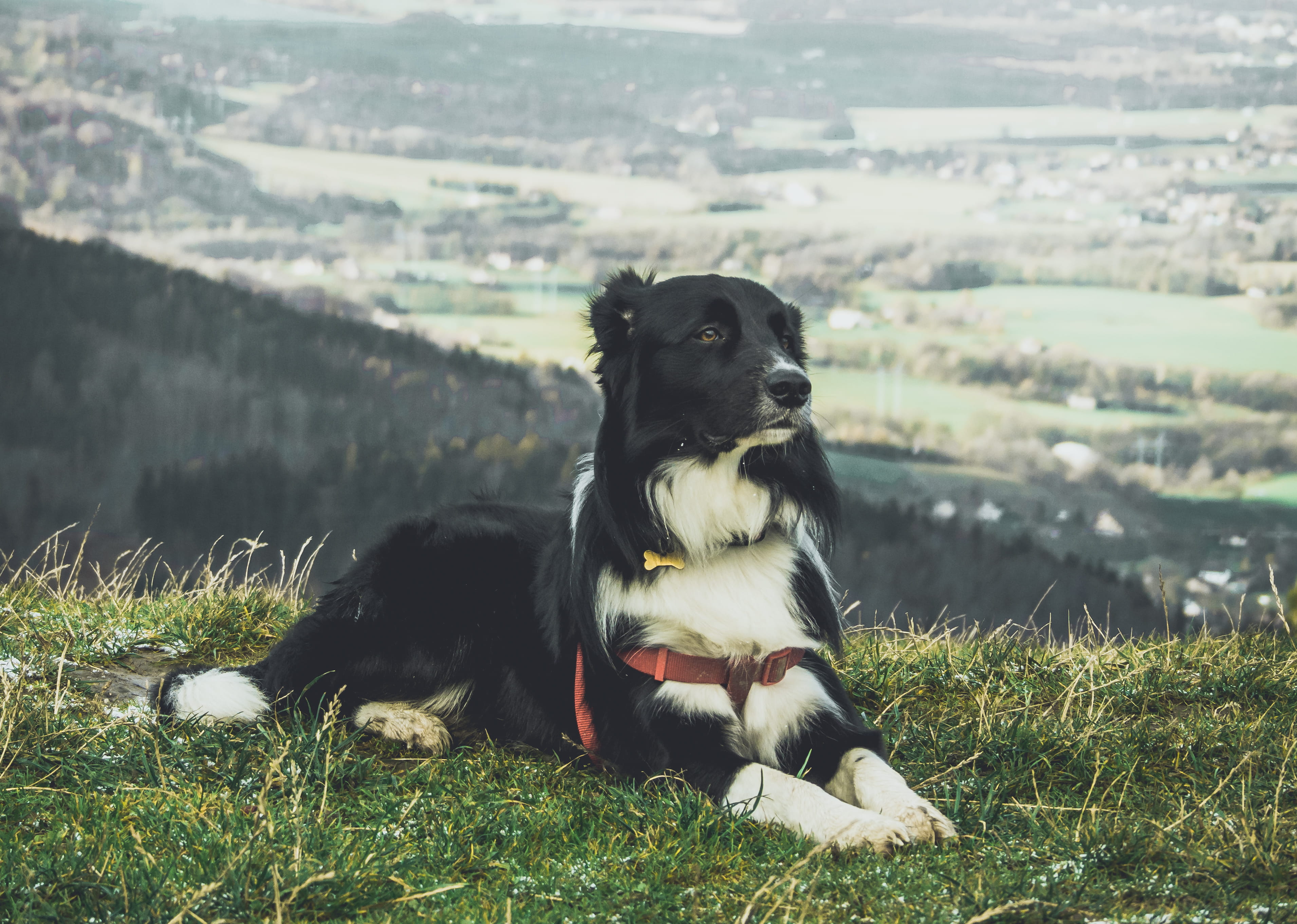 black, animal, winter, plant, domestic, relaxation, tourism, czechia, třinec, dog, domestic animals, cold, day, field, top, nature, pets, black color, land, HD Wallpaper