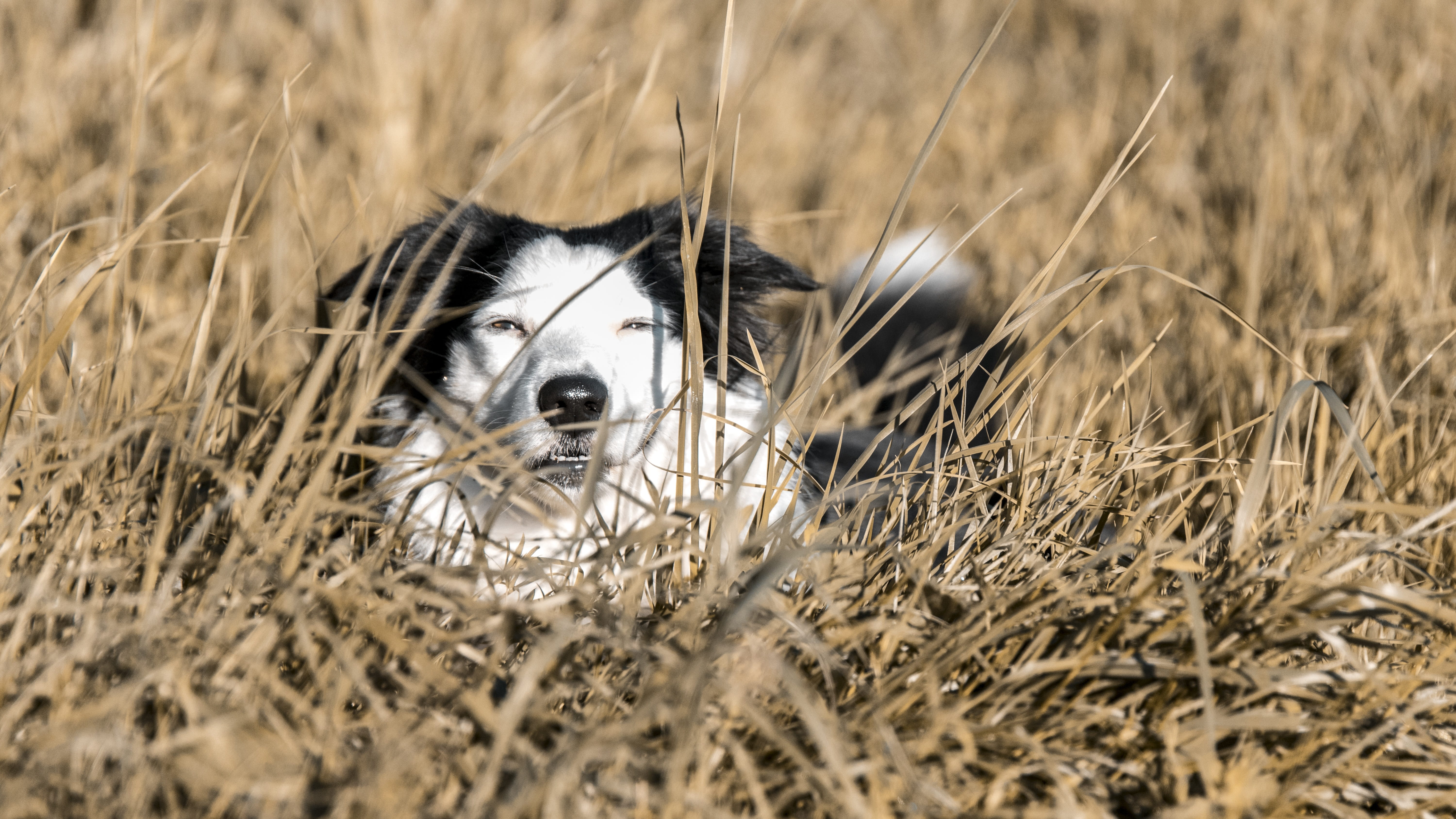 no people, outdoors, attractive, domestic animals, one animal, animals, 5K, happy, border, nature, mammal, dog, selective focus, puppy, day, animals in the wild, HD Wallpaper
