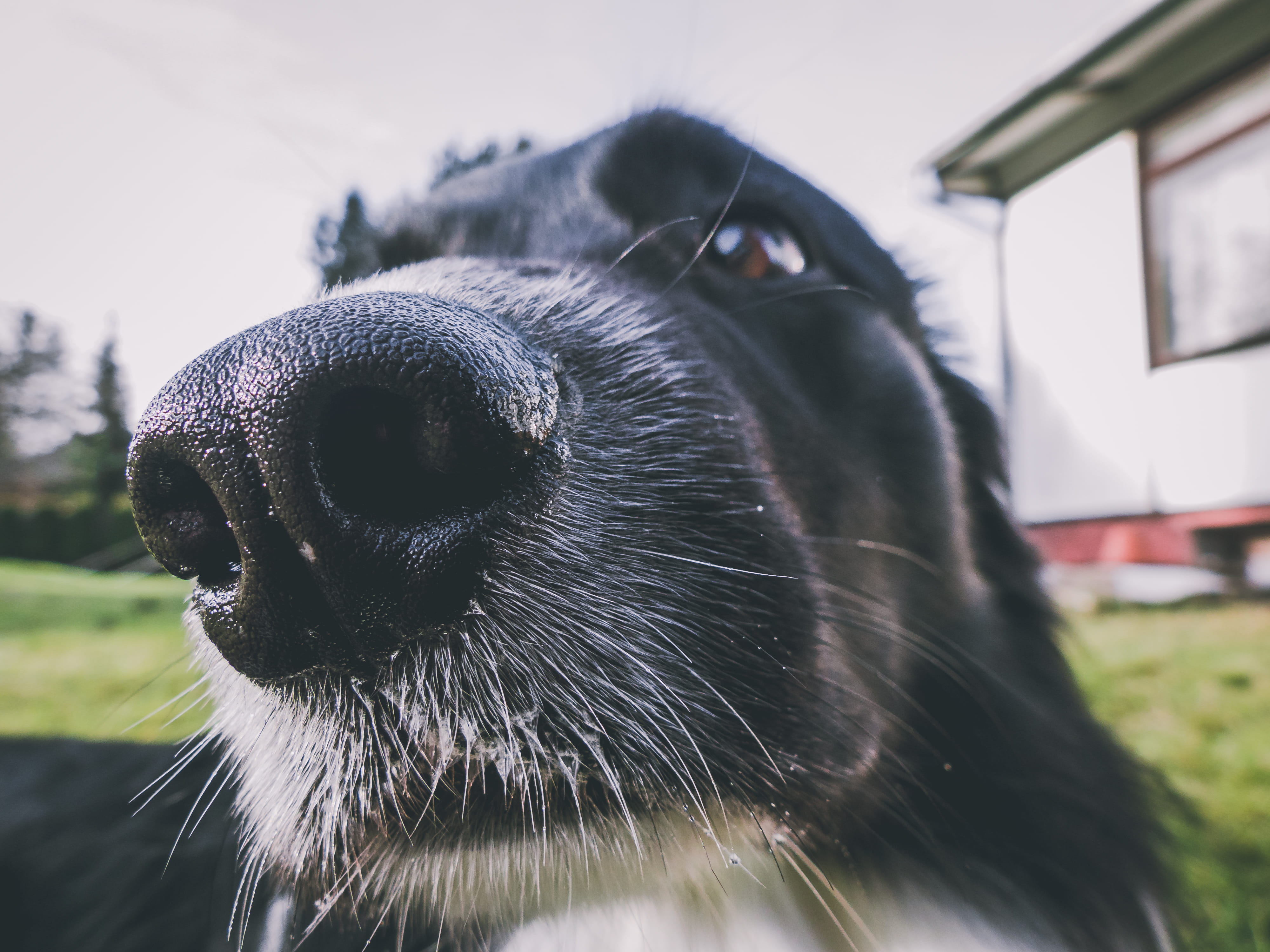 domestic animals, makro, animal head, cabin, trees, animal wildlife, dog, vendryně, black color, blur, nose, beauty, animal mouth, 4K, animal body part, HD Wallpaper
