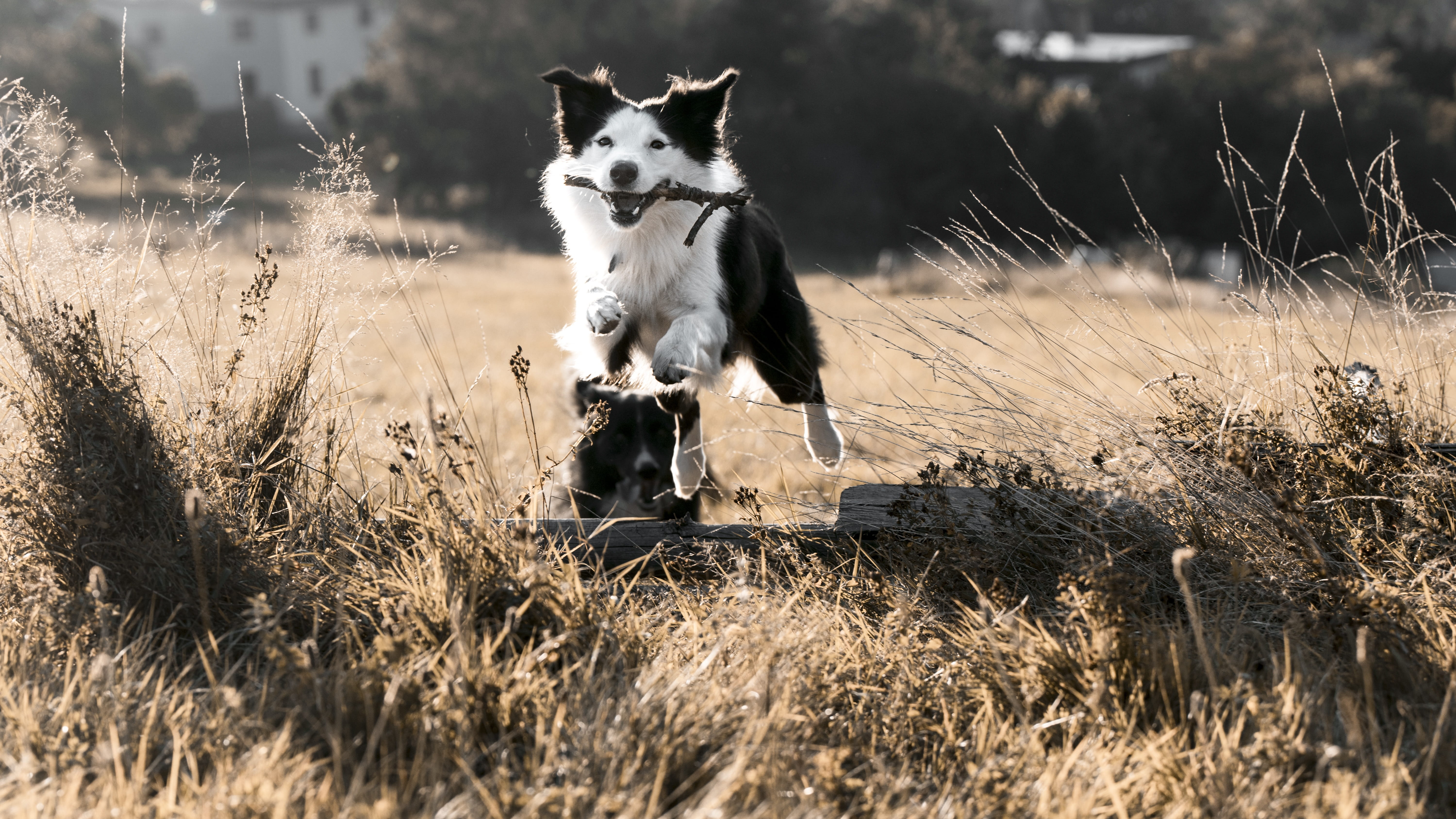 selective focus, 5K, day, stick, nice, sunlight, border collie, nature, animals, field, vertebrate, grass, no people, pets, domestic animals, one animal, HD Wallpaper