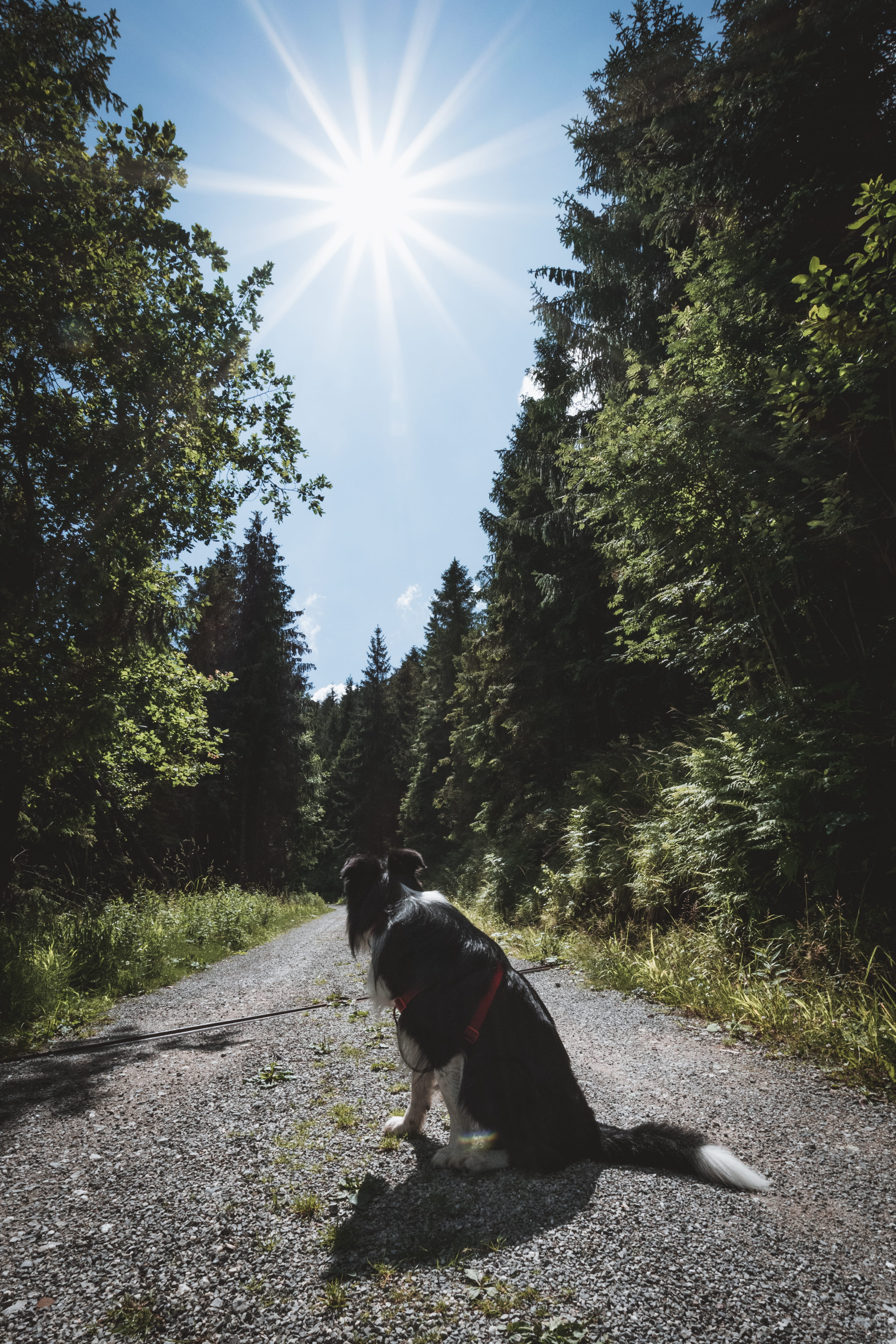 no people, domestic, třinec, nature, canine, peace, one animal, love, sunny, gutské peklo-národní přírodní rezervace, trees, domestic animals, czechia, Phone HD Wallpaper