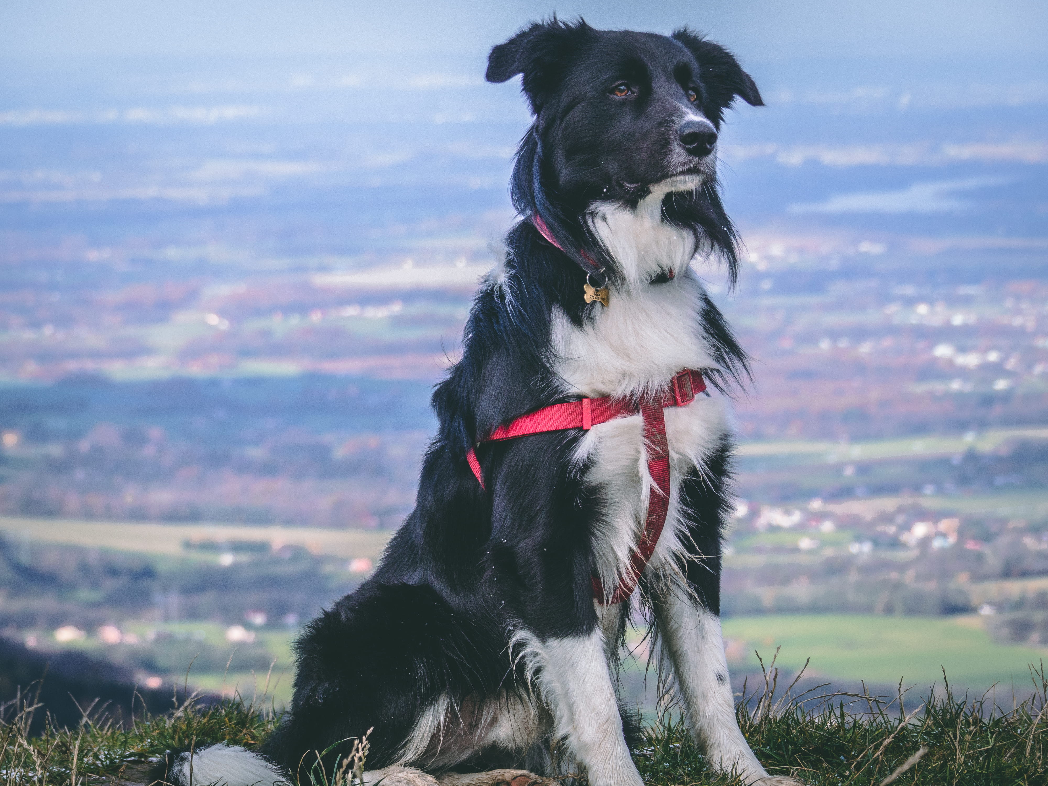 domestic animals, sky, day, czech, no people, looking away, green, domestic, bordercollie, canine, czechia, collar, grass, mammal, vertebrate, black color, HD Wallpaper
