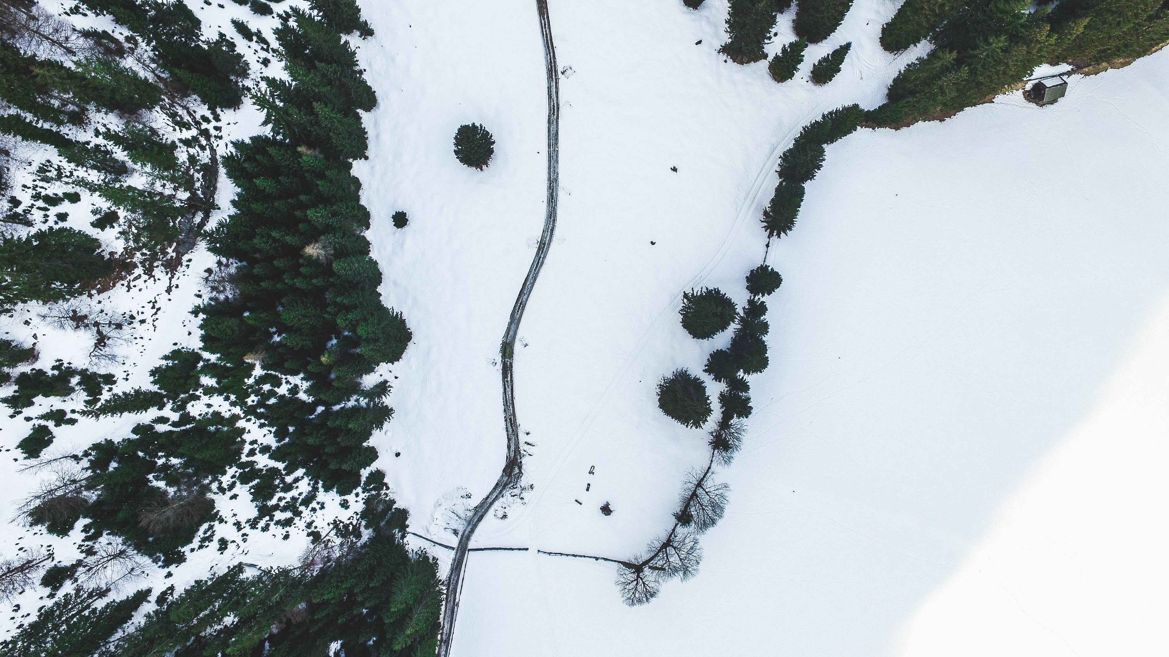 powder snow, frozen, covering, beauty in nature, aerial, plants, paw print, top, nature, pine, land, fence, one animal, white color, forest, 4K, cold temperature, HD Wallpaper