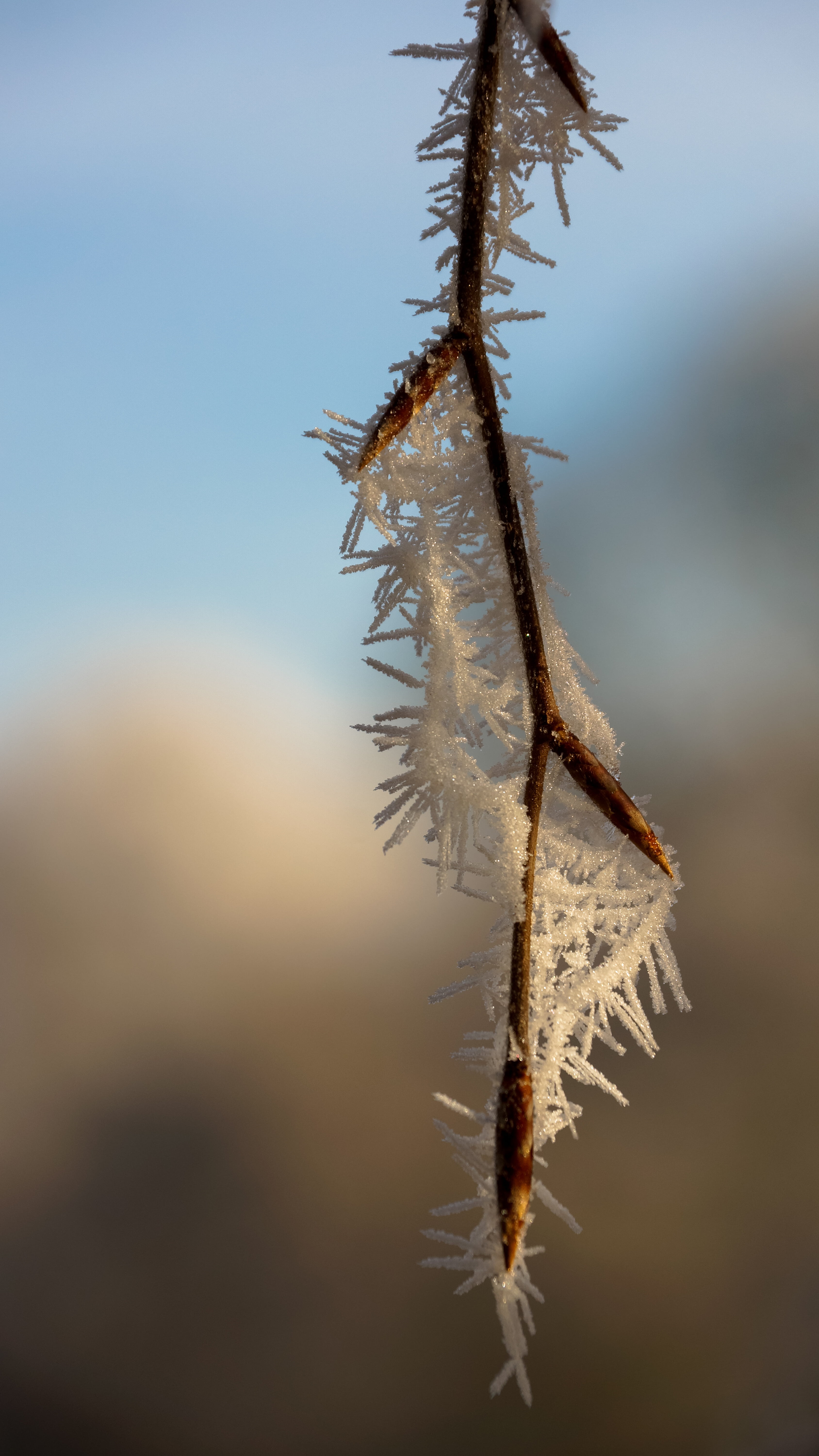 wilted plant, dry, animal themes, tranquility, vulnerability, selective focus, outdoors, nature, sunlight, tree, branch, spiked, crystal, dead plant, wood, Phone HD Wallpaper