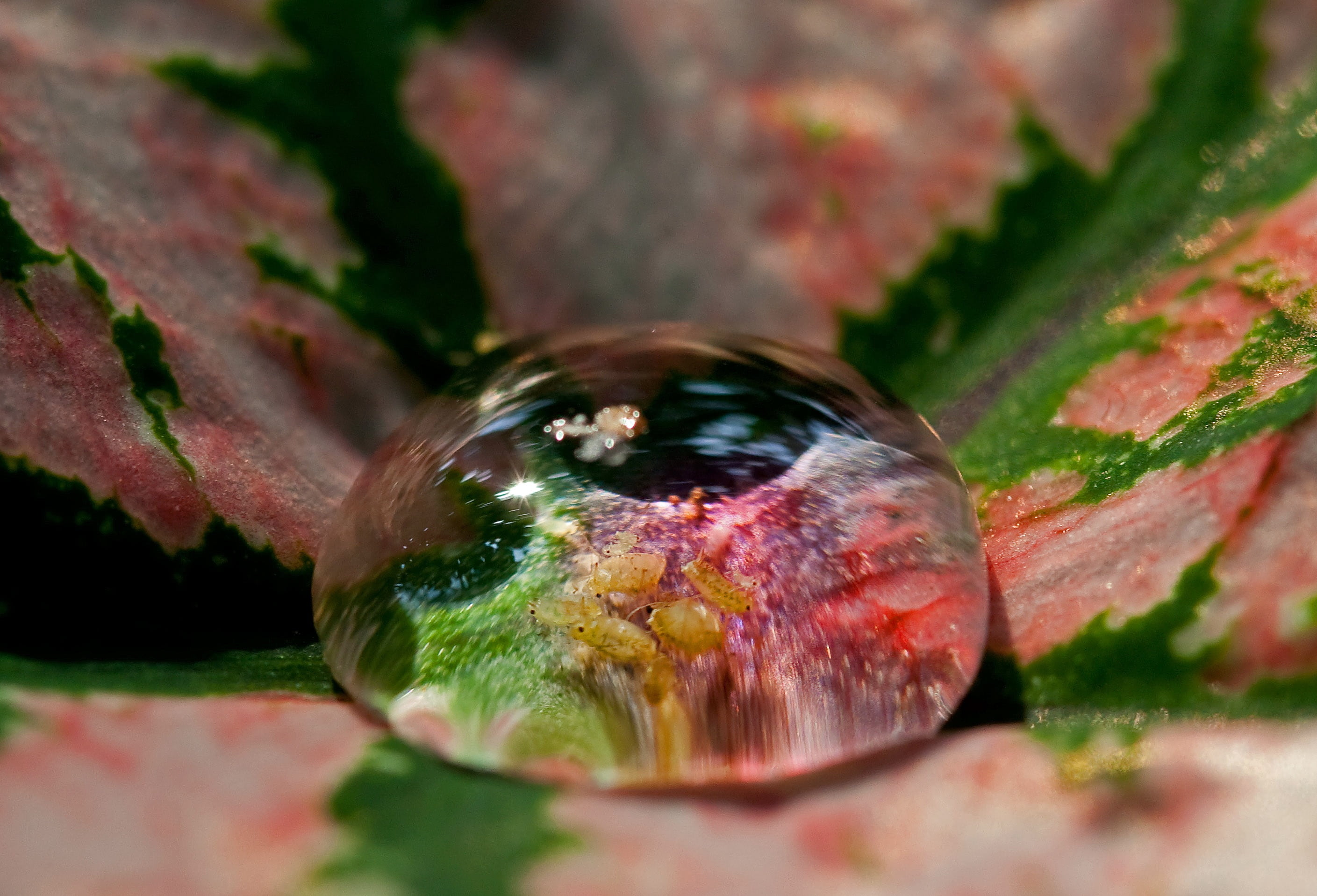 rock - object, rock, single object, water, one animal, 2K, drop, transparent, sphere, insect, rain, studio shot, tree, no people, reflection, nature, outdoors, HD Wallpaper