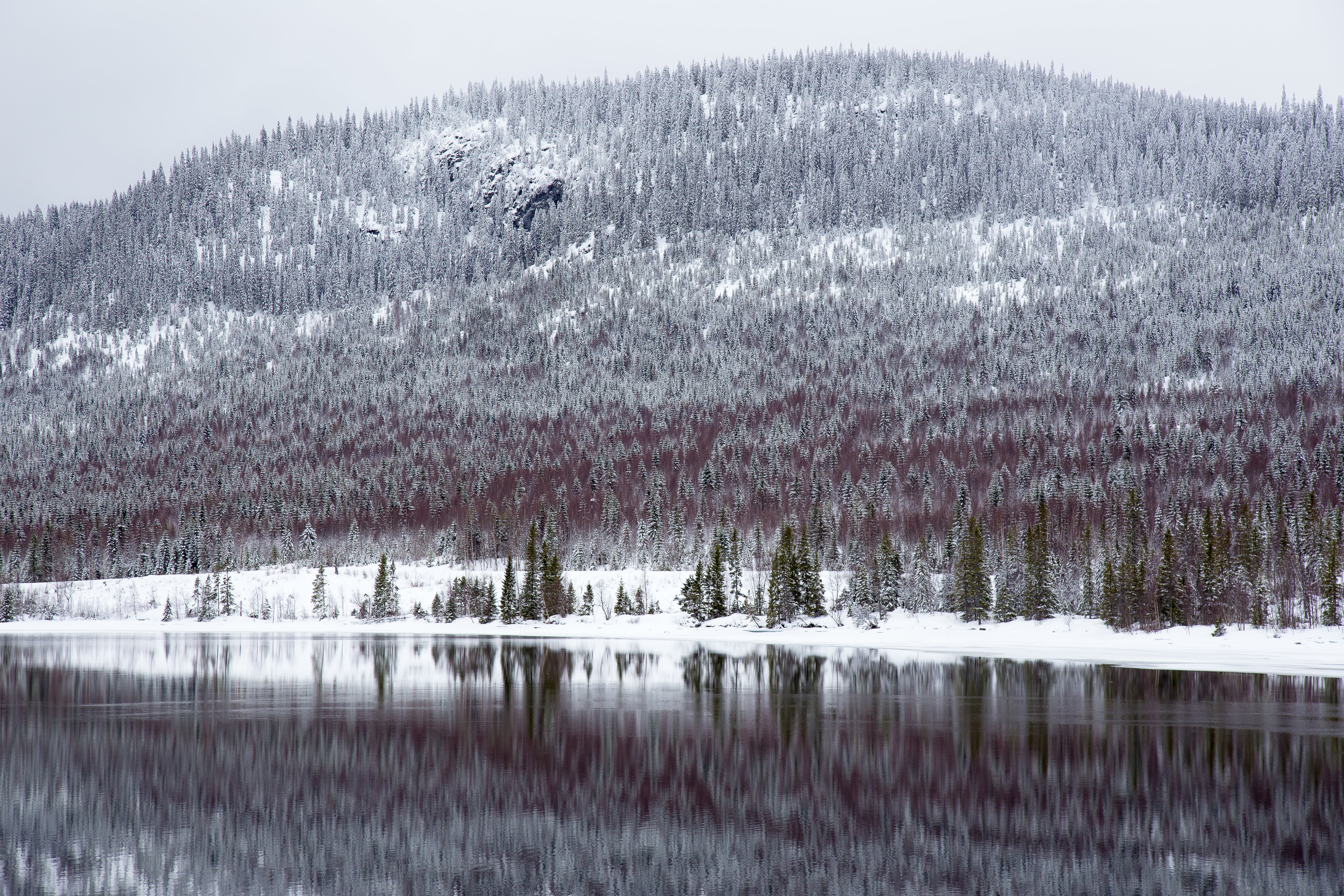 beauty in nature, trees, 5K, tree, tranquility, photography, gray, bird, pine tree, winter, highland, coniferous tree, no people, tranquil scene, focus on foreground, HD Wallpaper