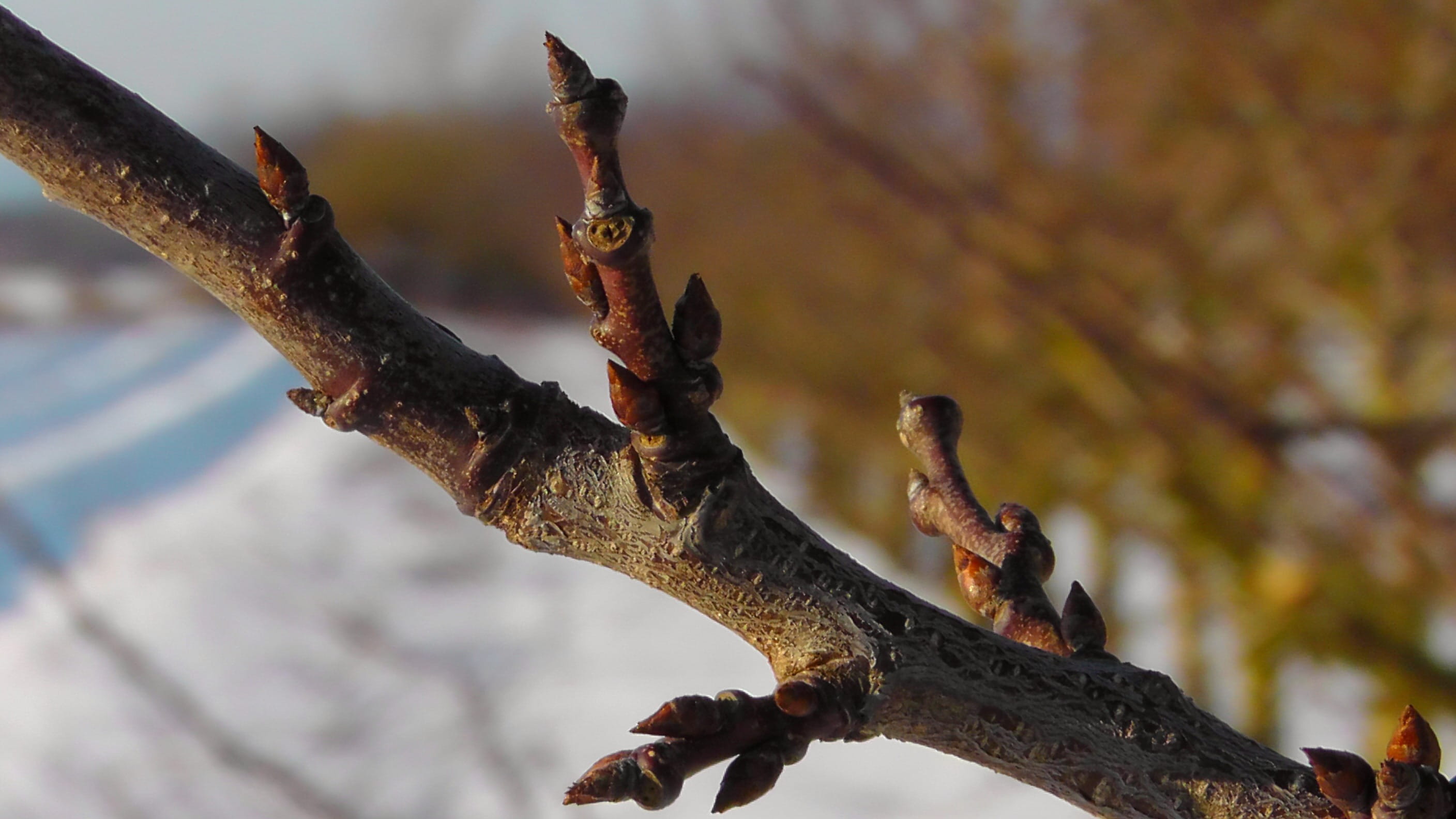 tranquility, Tree, autumn, tree Trunk, day, winter magic, forest, Winter, wood - material, selective focus, spring awakening, Branch, beauty in nature, HD Wallpaper