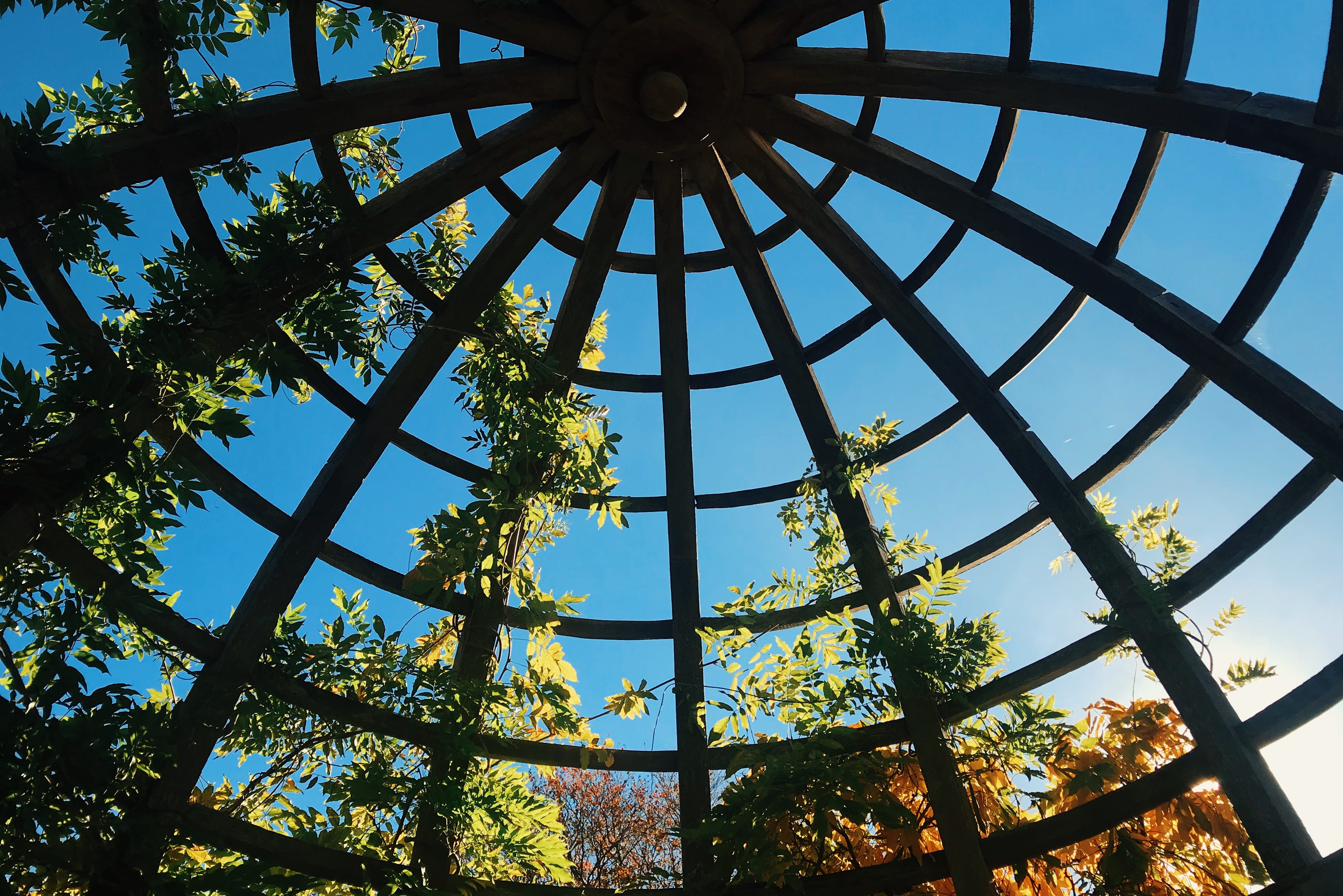built structure, directly below, autumn, low angle view, plant, sunlight, day, sky, outdoors, cloud - sky, growth, 1 inverforth cl, 4K, united kingdom, HD Wallpaper