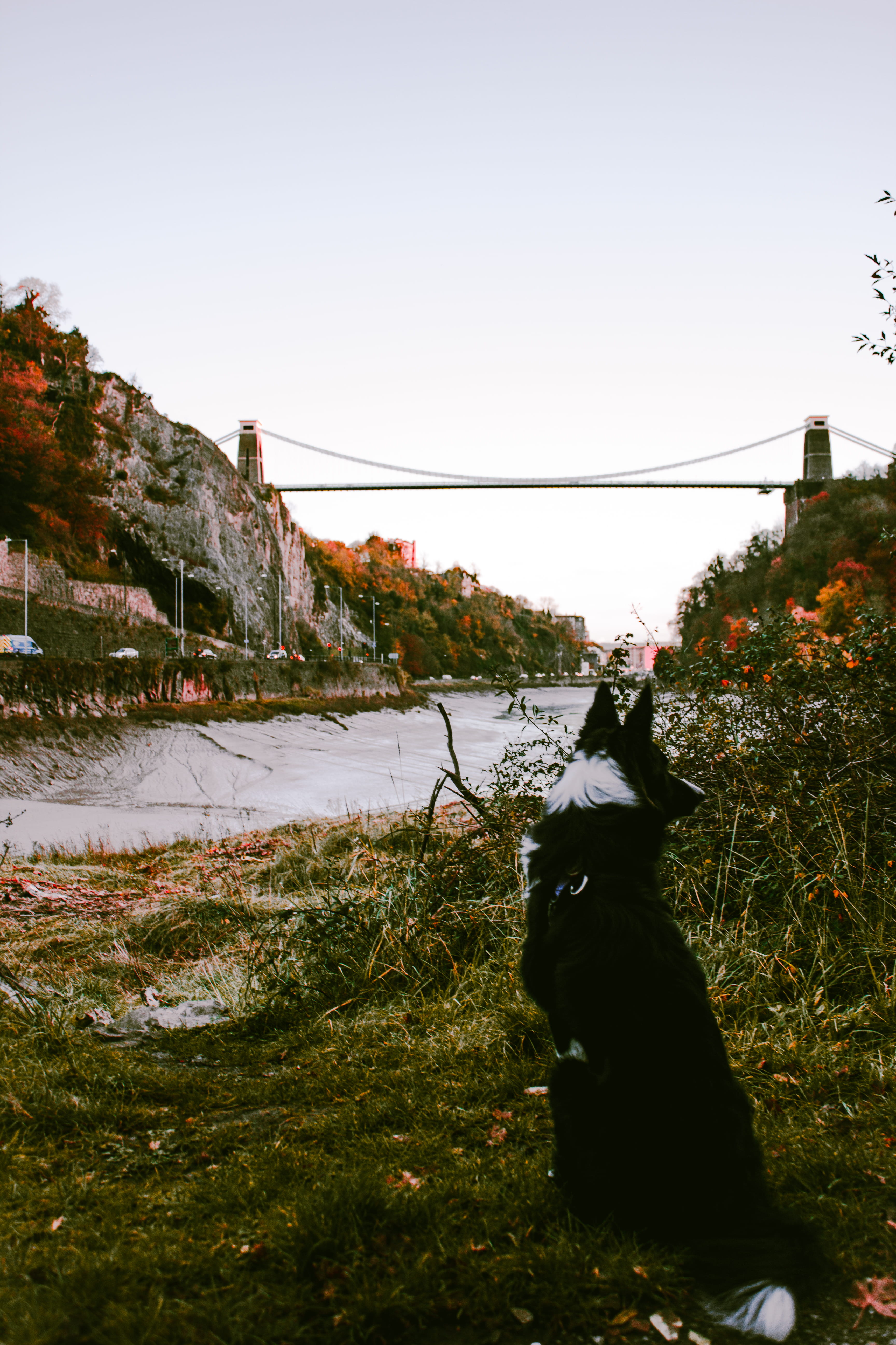 one animal, no people, plant, urban, clifton suspension bridge, neighborhood, outdoors, bristol, pets, animal themes, clear sky, united kingdom, vegetation, Phone HD Wallpaper