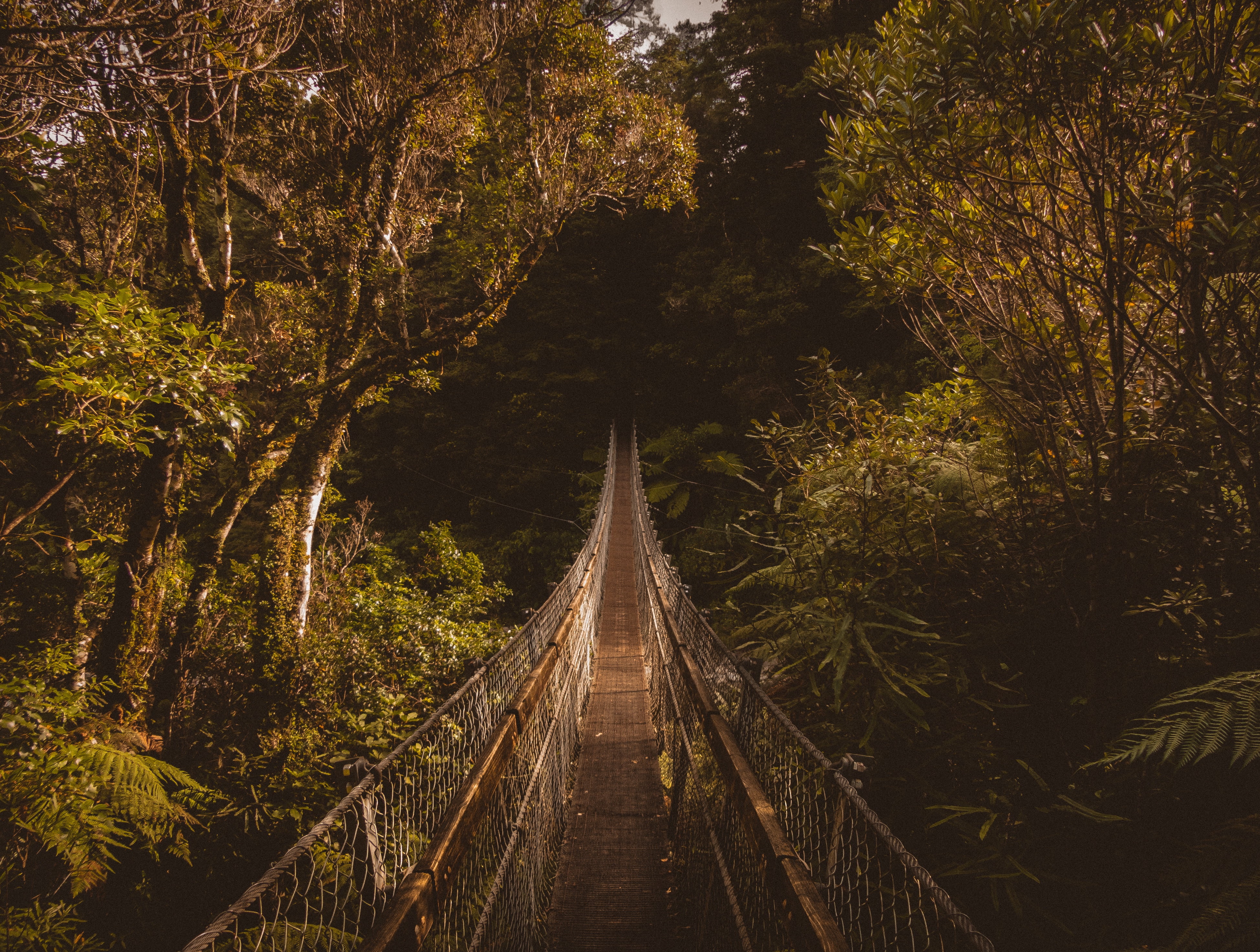 bridge - Man Made Structure, rope, track, rainforest, travel, bridge, direction, growth, plant, bridge - Vessel Part, suspension Bridge, mountain, landscape, HD Wallpaper