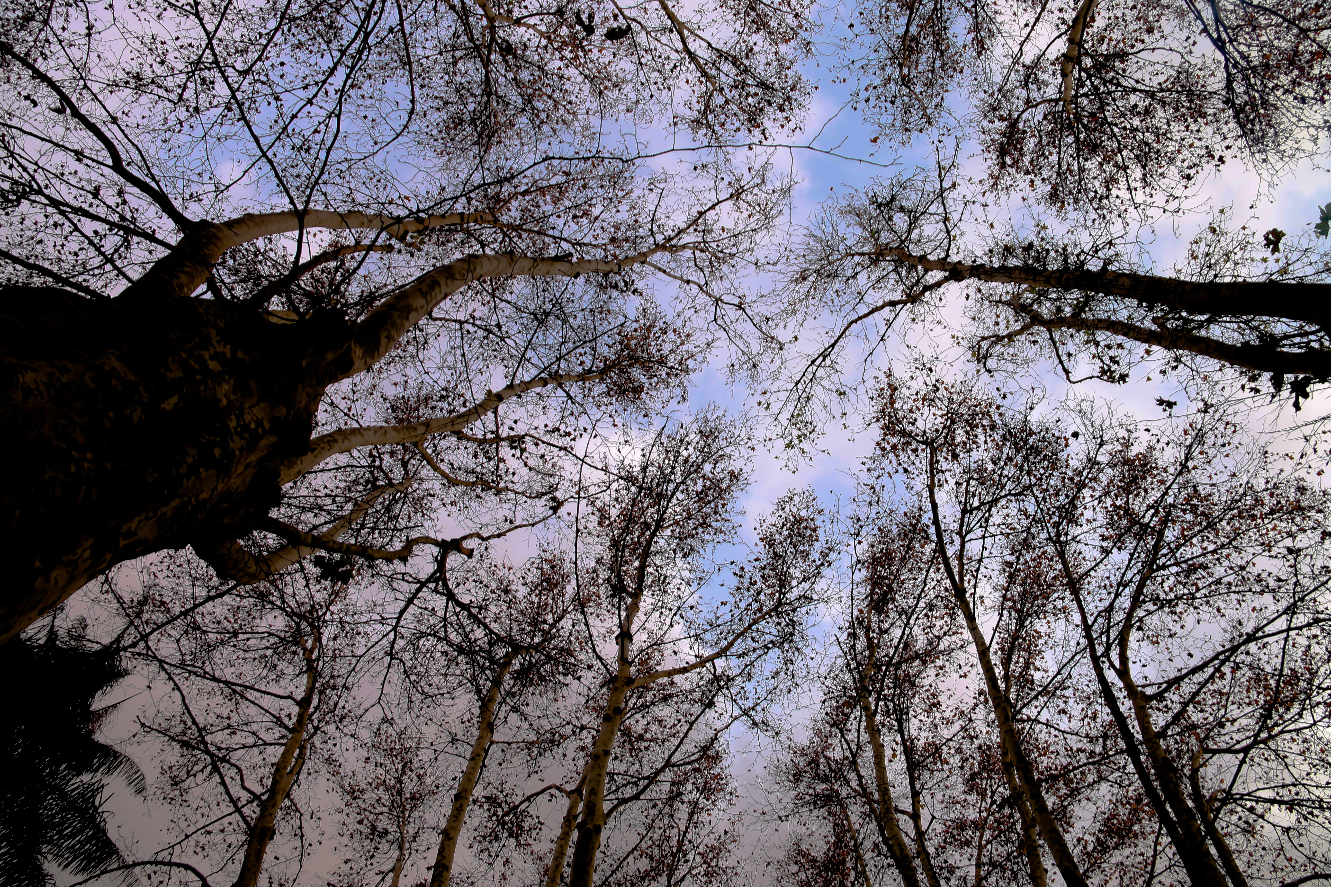 land, nature, tree canopy, low angle view, scenics - nature, trunk, season, algiers, hamma, tranquility, tree trunk, sky, garden, 5K, forest, day, no people, HD Wallpaper