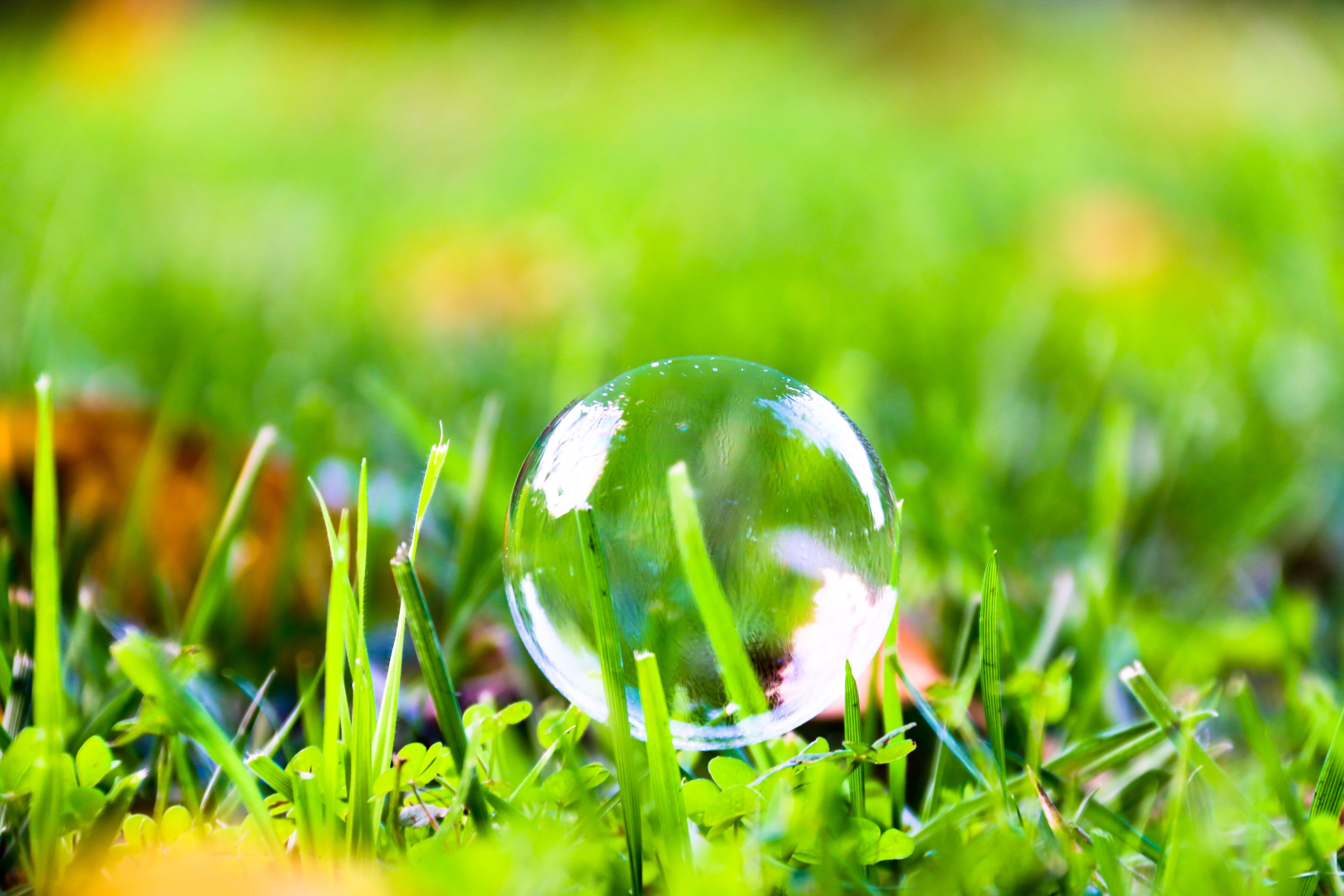 bright, 5K, algiers, springtime, blade of grass, beauty in nature, fragility, growth, transparent, drop, hamma, close-up, outdoors, sphere, flower, field, HD Wallpaper