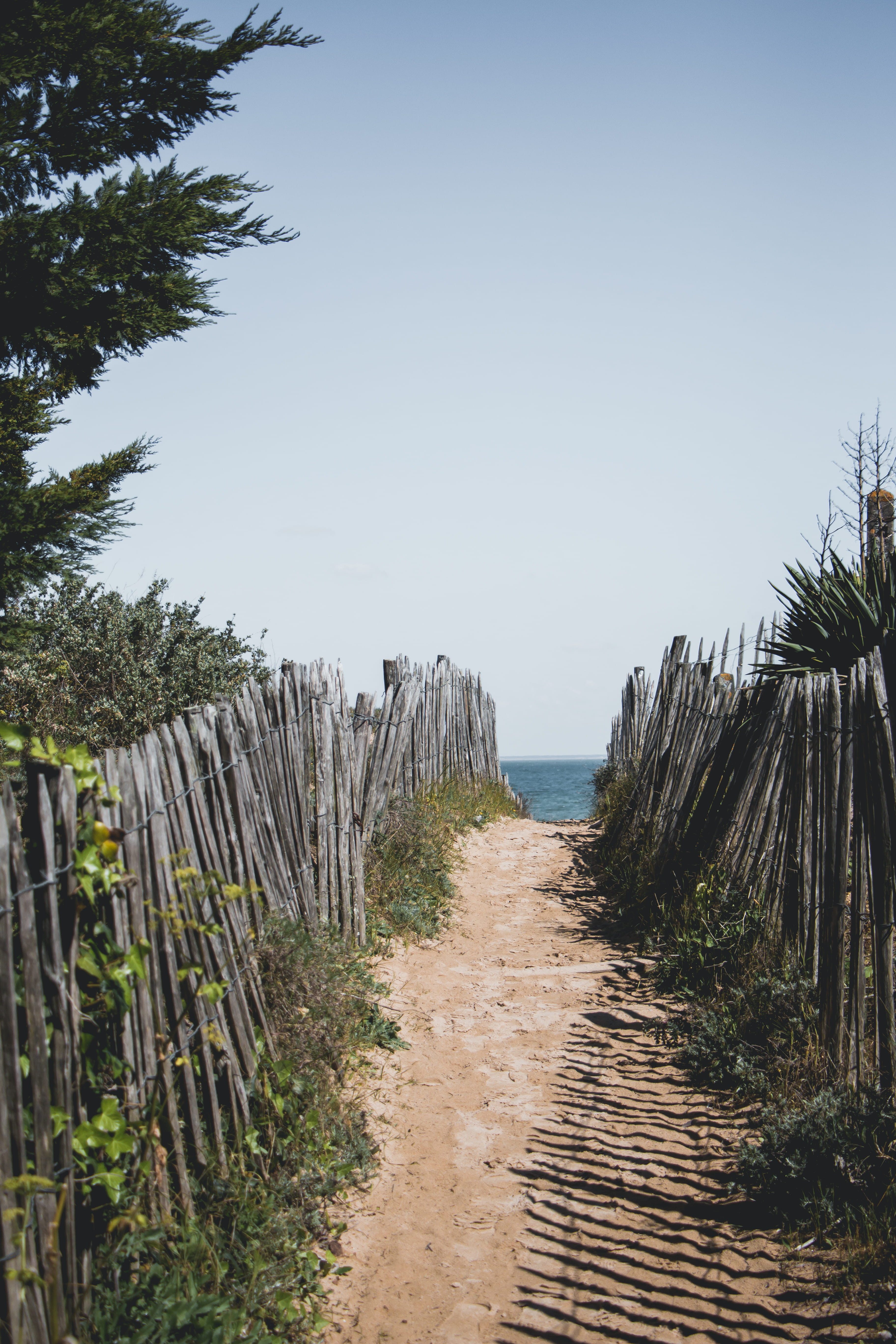 france, île de ré, the way forward, wood - material, clear sky, in a row, sky, water, growth, tranquil scene, ile de ré, sea, direction, day, long, plant, Phone HD Wallpaper