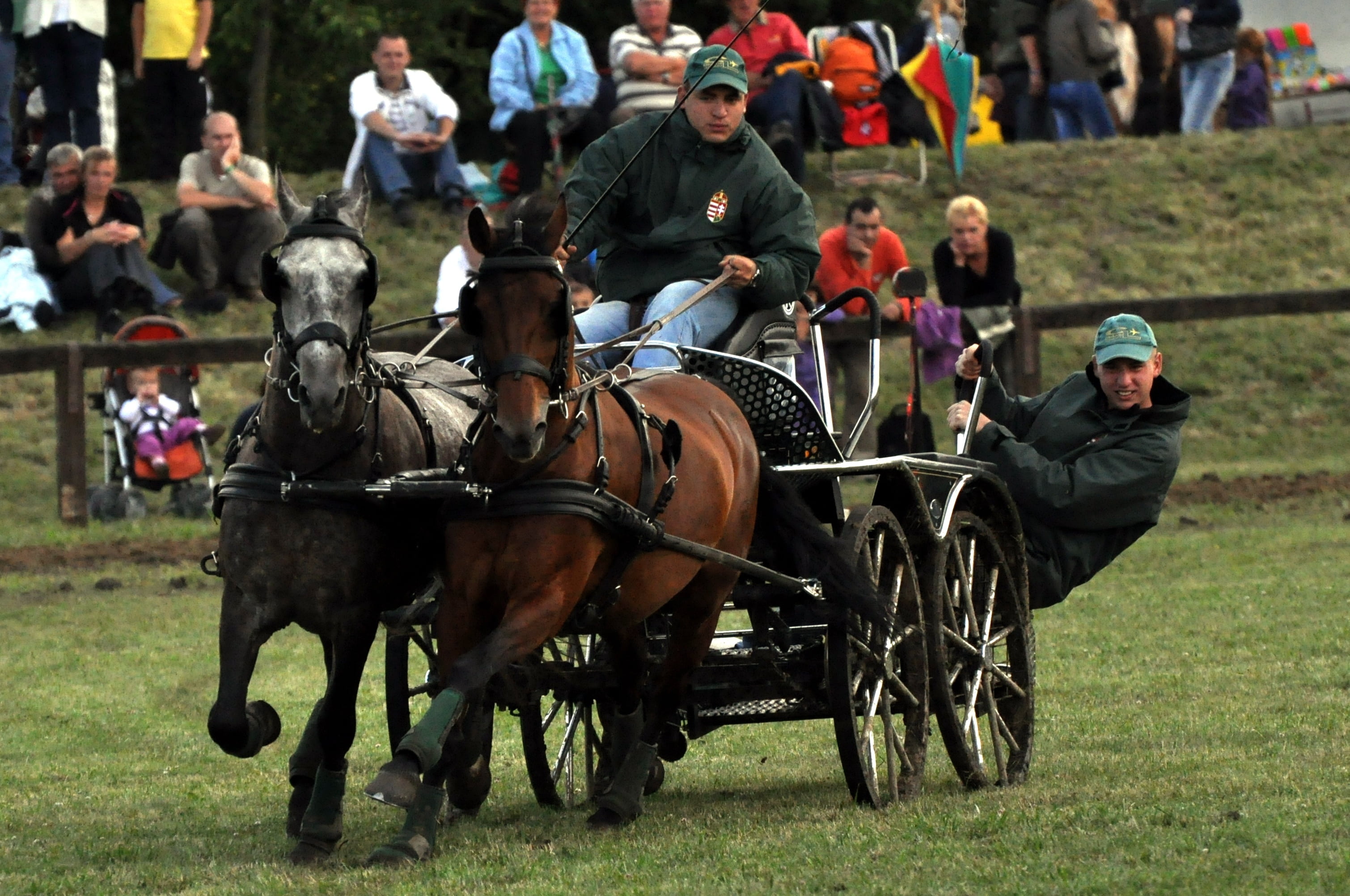 herbivorous, large group of people, spectator, riding, tooth, tradition, men, 2K, hungarian, speed, horseback riding, outdoors, working animal, driving in, HD Wallpaper