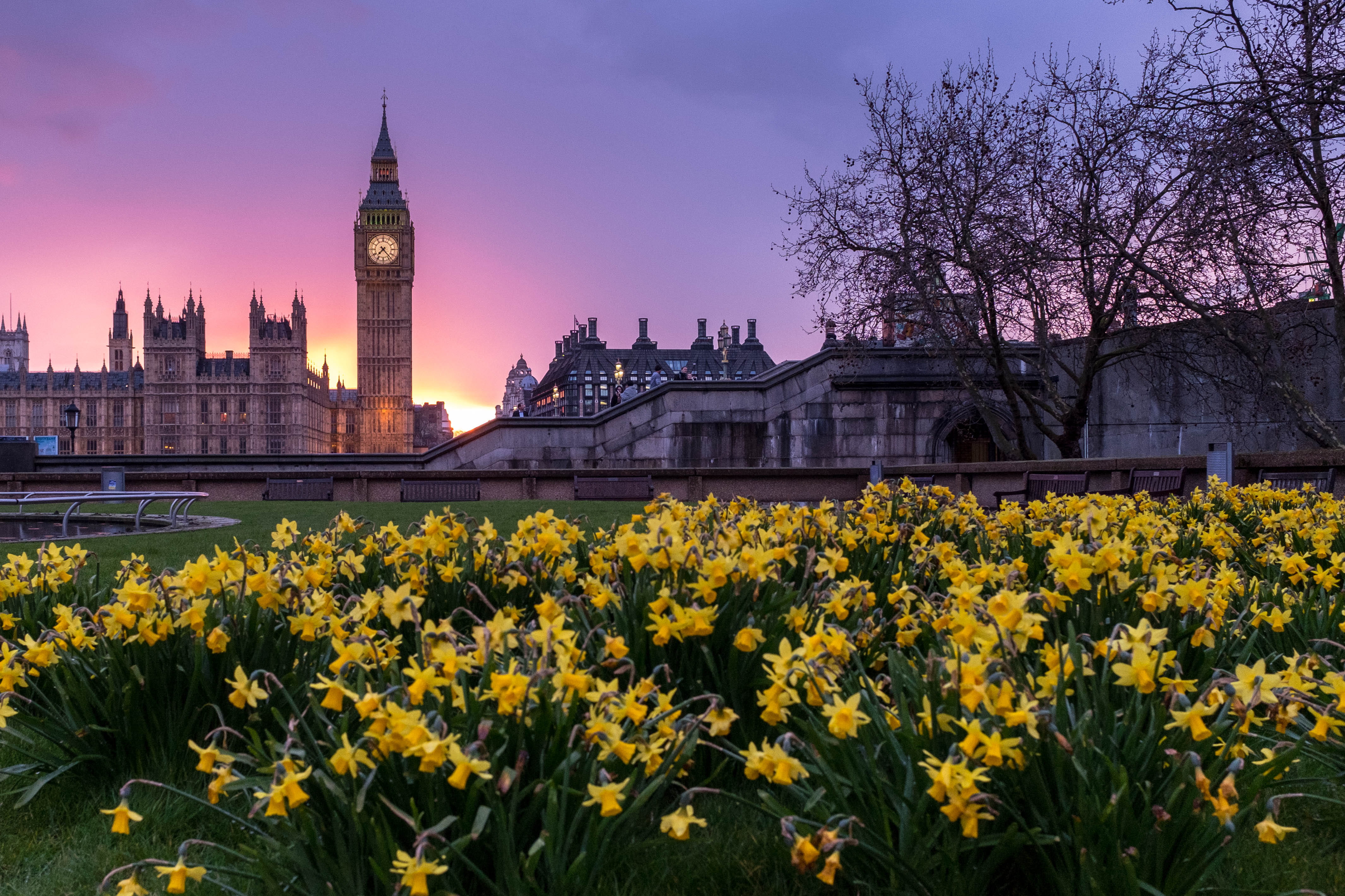 flower, tree, landmark, near, grass, sky, united kingdom, no people, big, nature, travel, daytime, clock tower, yellow, built structure, ben, landscape, HD Wallpaper