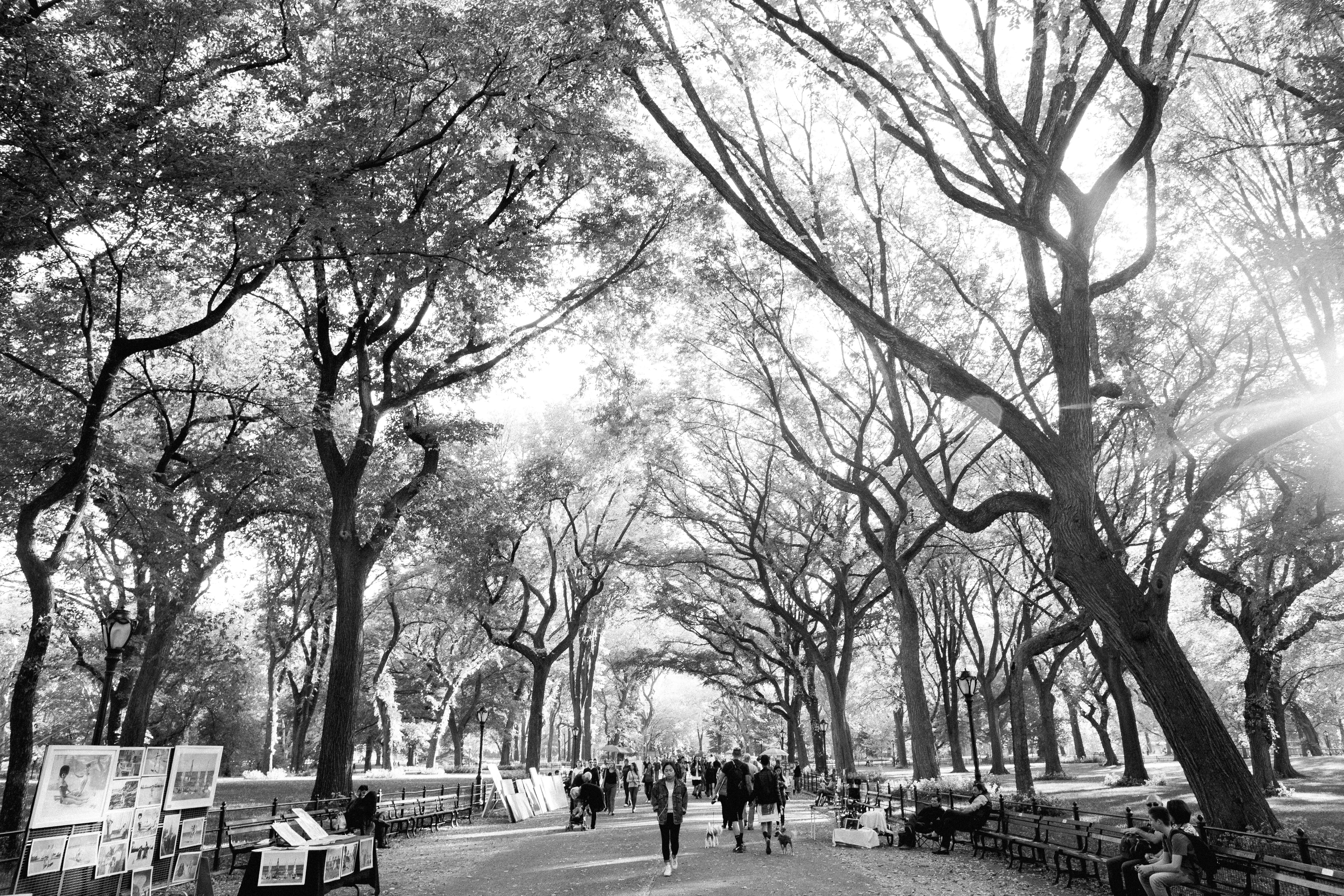 tree trunk, nyc, growth, incidental people, new york, the way forward, transportation, bare tree, central park, tree, trees, walking, architecture, 5K, HD Wallpaper