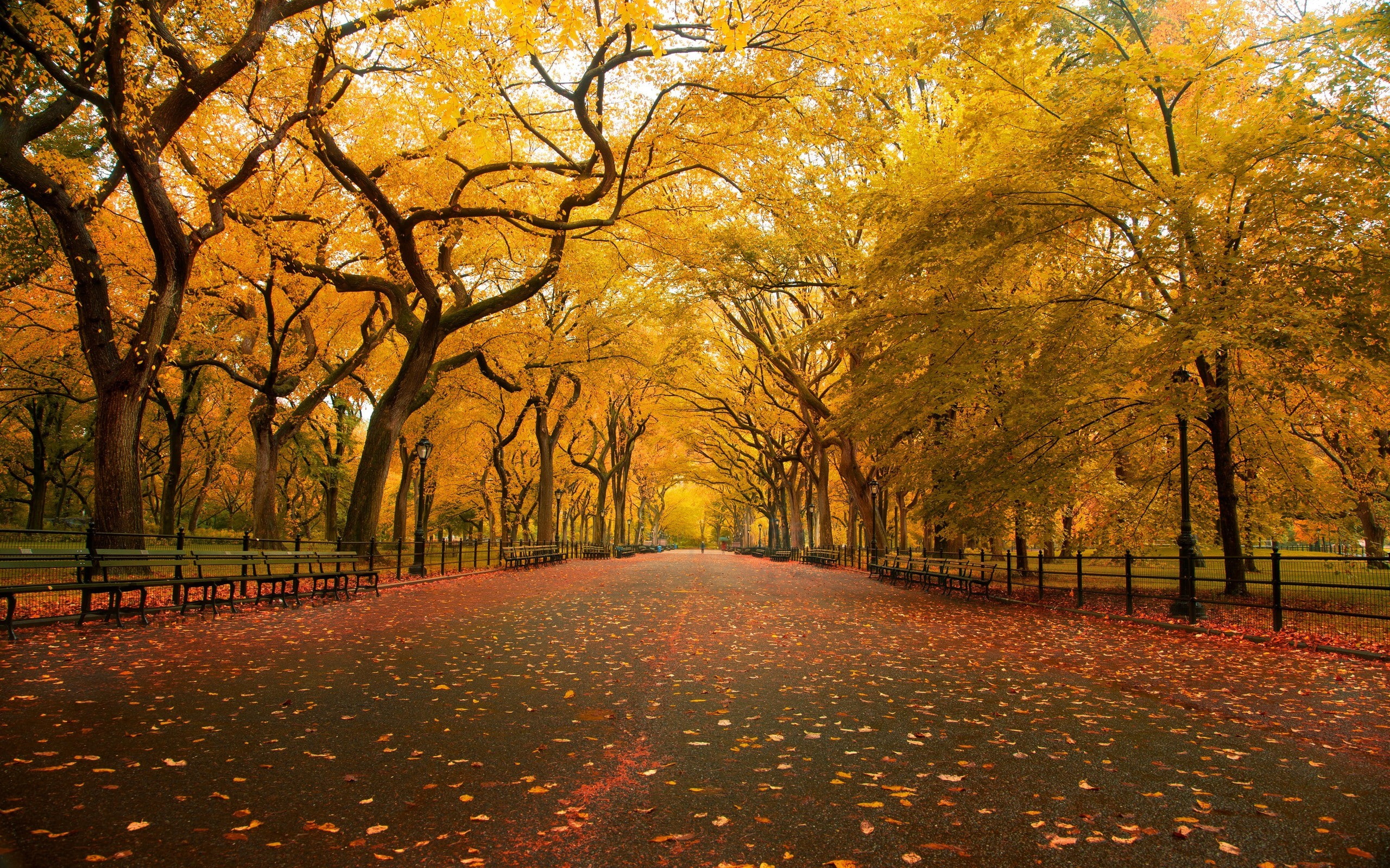 fall, 2K, park, central, mall, HD Wallpaper