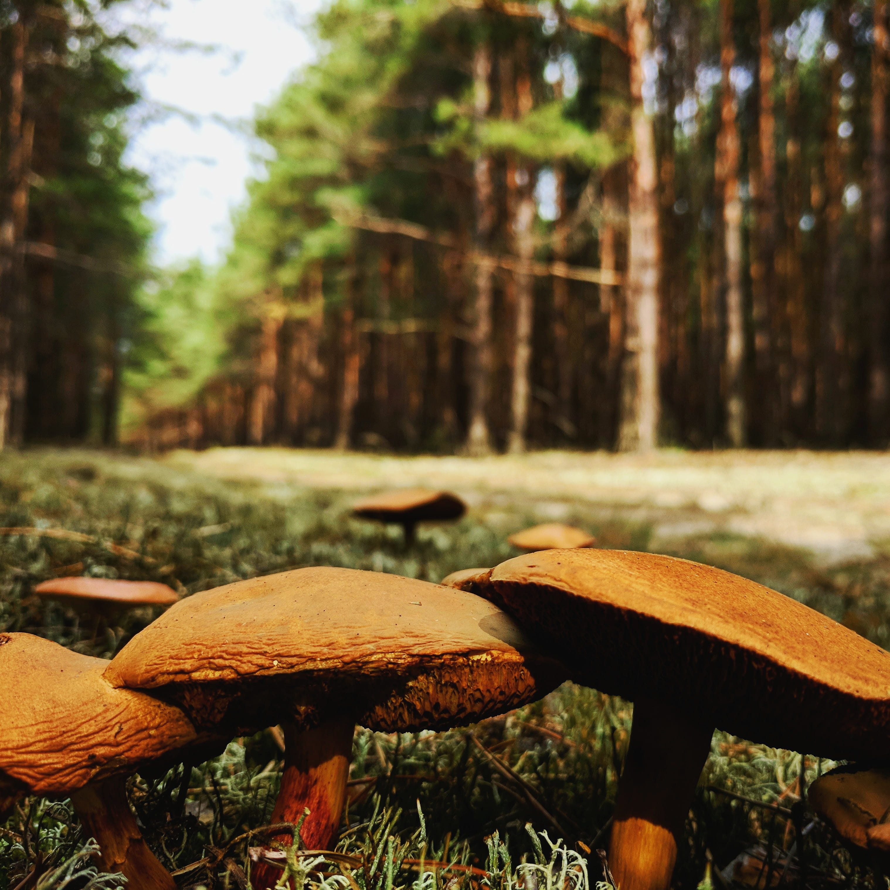 outdoors, woods, edible mushroom, trunk, polska, forest, mobile, teampixel, toadstool, plant, green, fungus, vegetable, close-up, square, autumn, day, food and drink, Phone HD Wallpaper