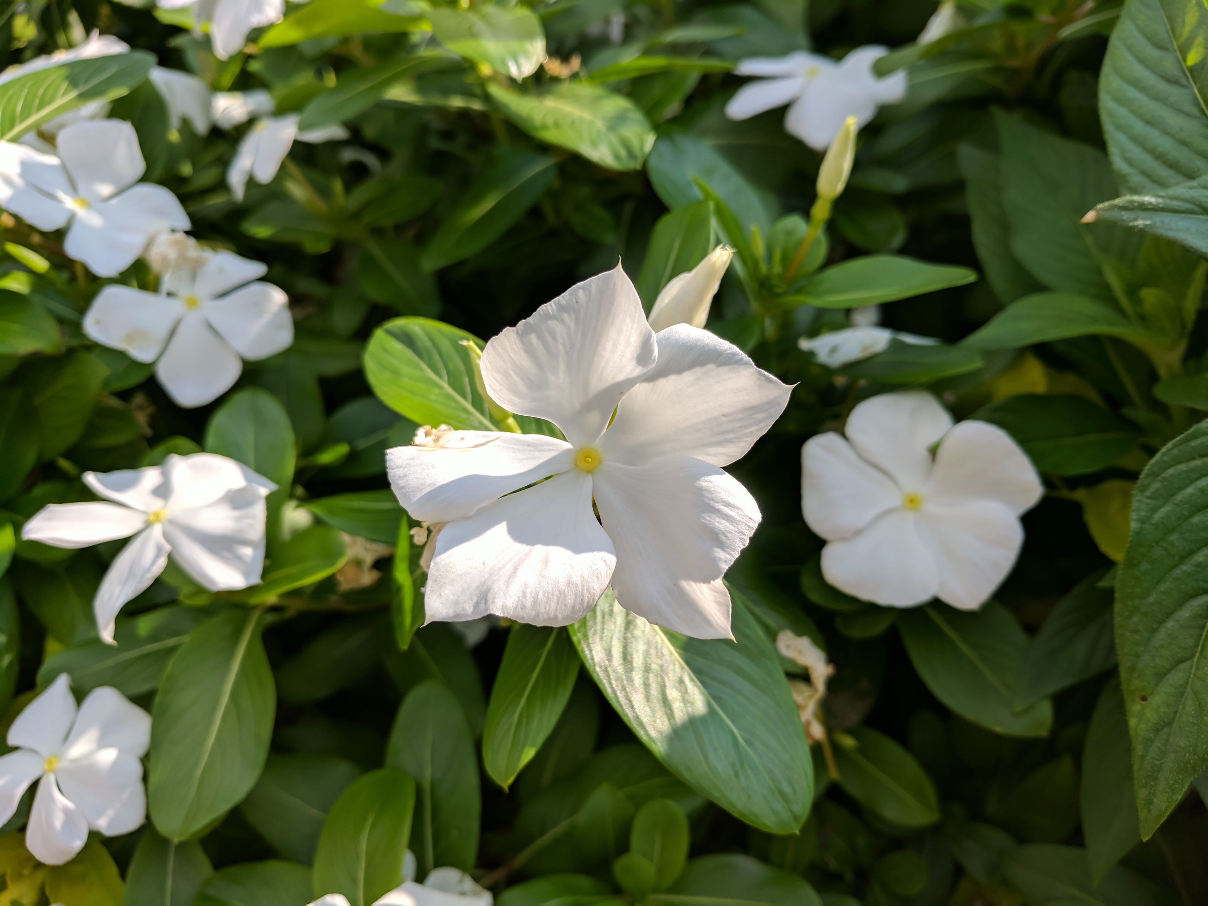day, fragility, united states, leaf, green color, plant, outdoors, freshness, 4K, no people, nature, vulnerability, plant part, flowering plant, close up, HD Wallpaper