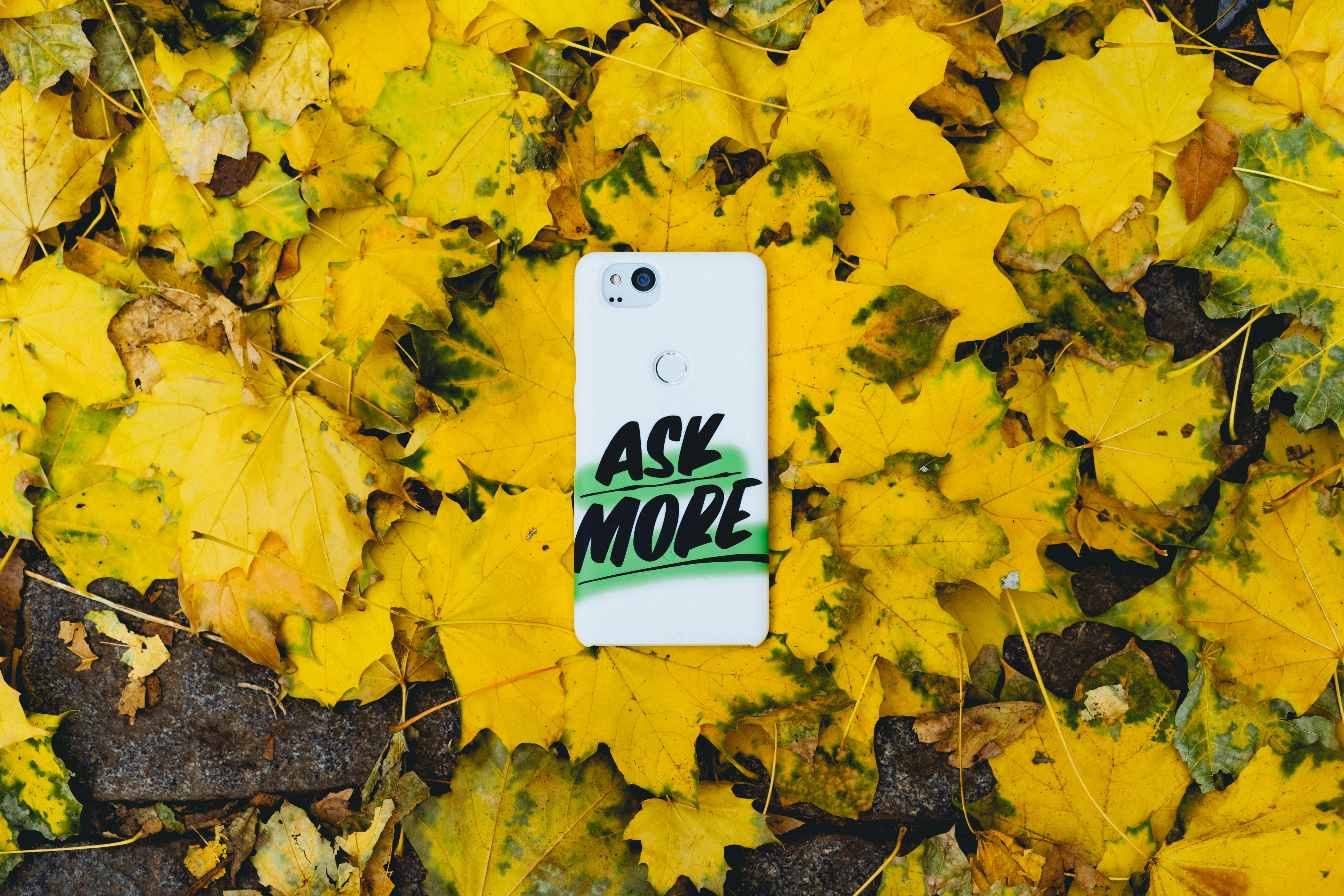 close-up, dry, google, autumn, maple, no people, outdoors, fall, information, falling, leaves, case, high angle view, autumn collection, plant, change, HD Wallpaper