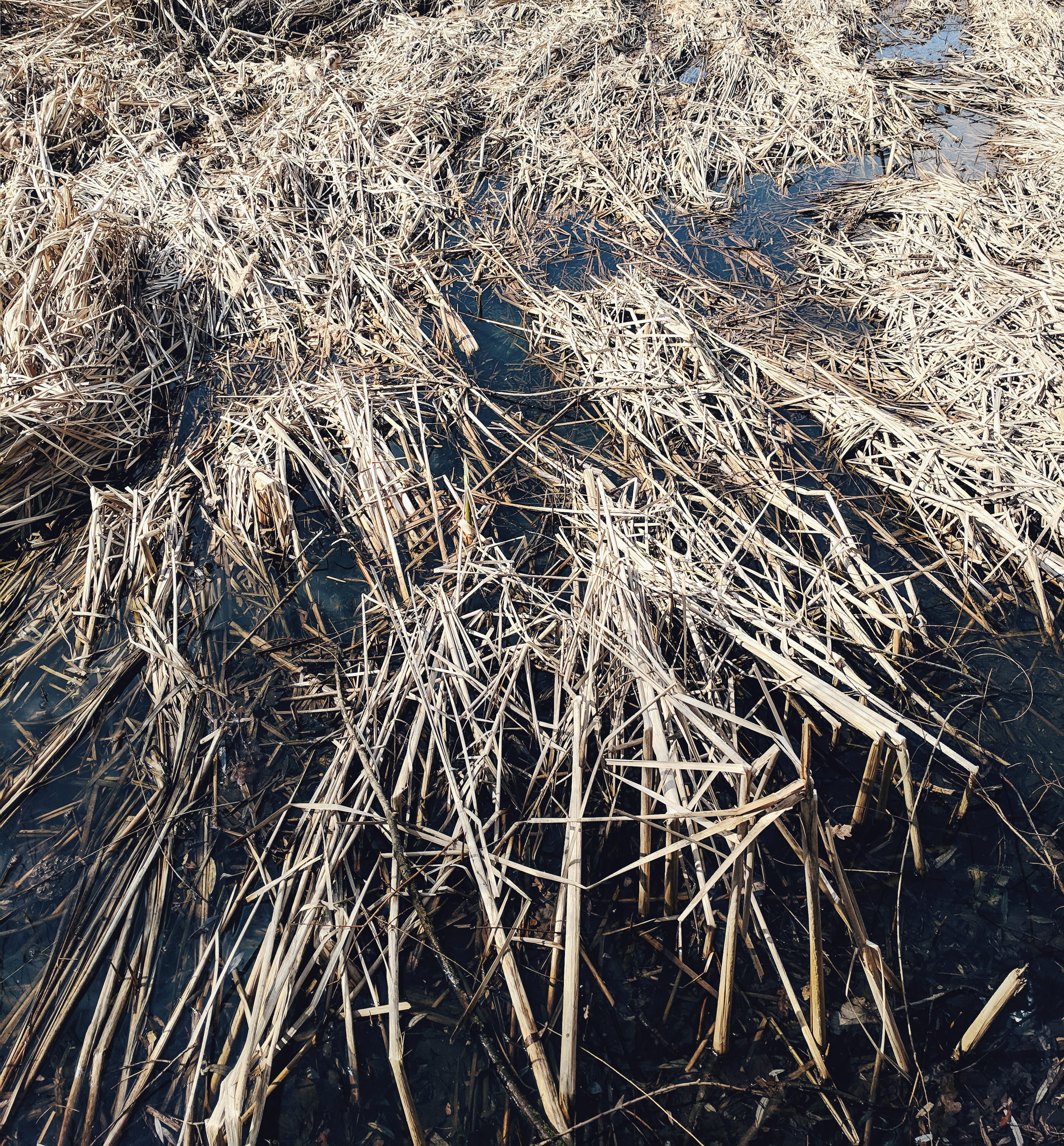 day, abundance, grass, solar, field, google, lake, animal, full frame, frost, close-up, no people, nature, backgrounds, farm, wildlife, tangled, land, ice, Phone HD Wallpaper