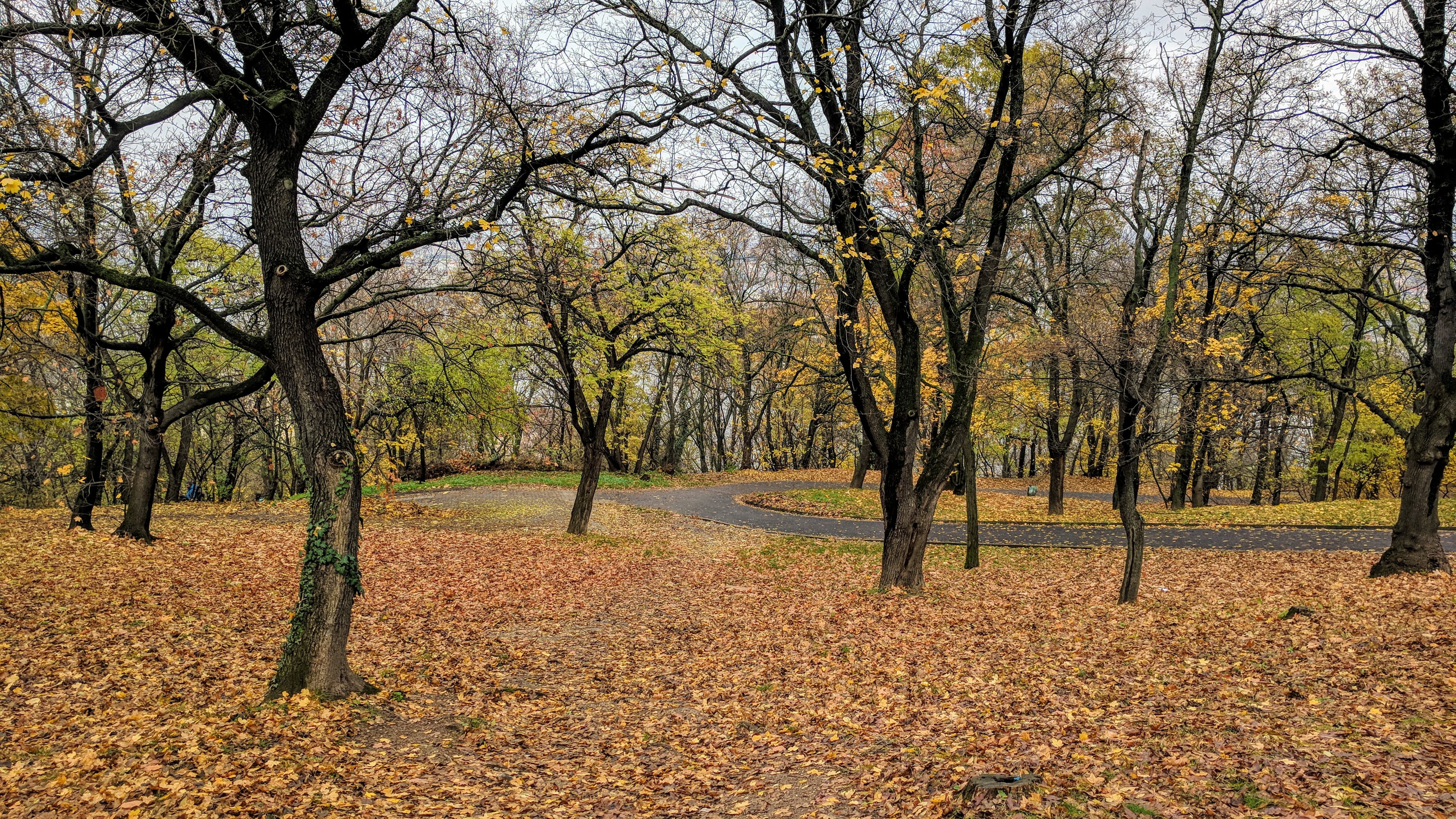 4K, tree trunk, leaf, branch, tranquil scene, growth, fall, forest, nature, change, leaves, no people, non-urban scene, road, land, park, tree, field, HD Wallpaper