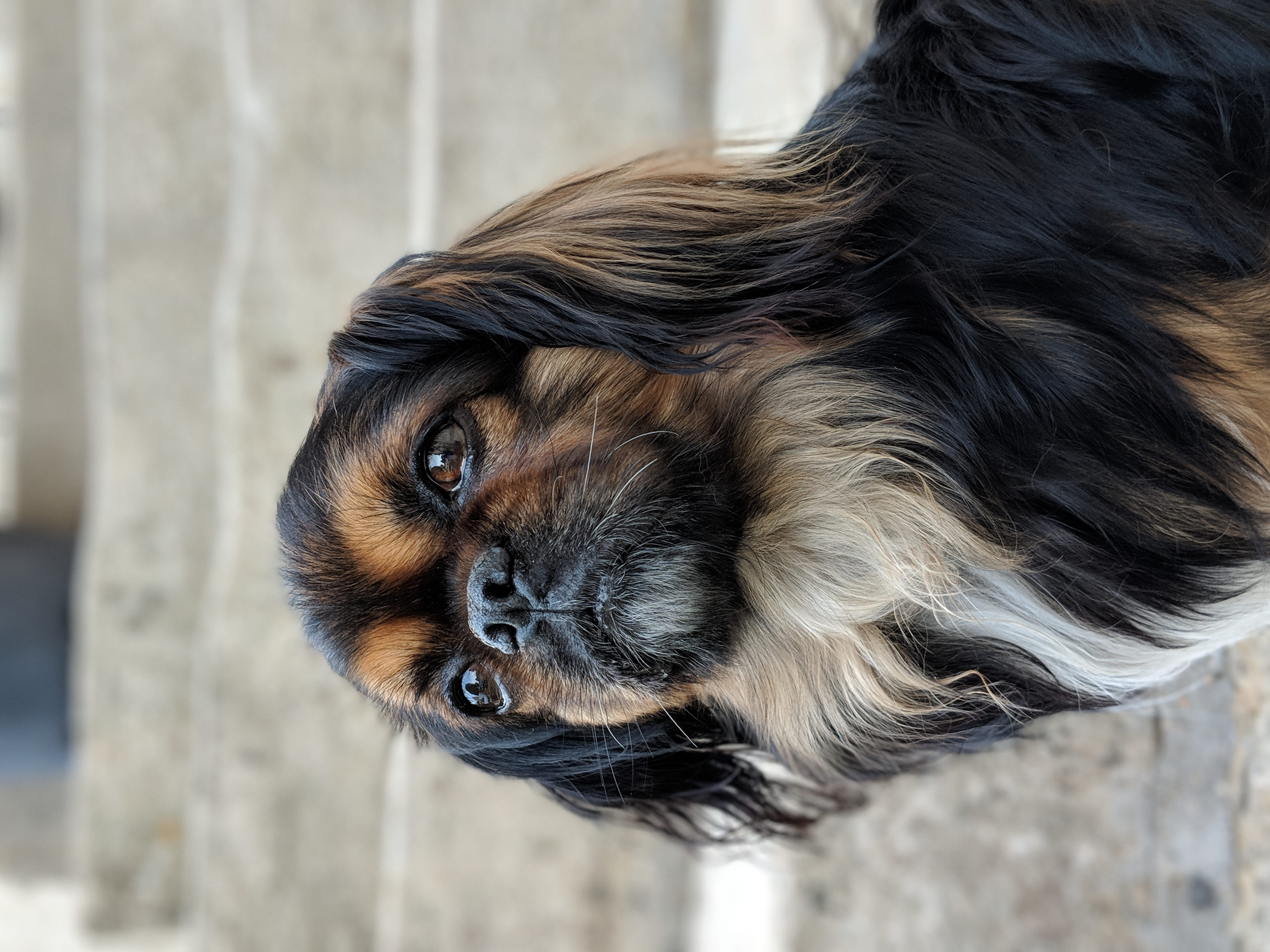 follainville-dennemont, animal, animal body part, 4K, france, animal head, domestic animals, animal themes, whisker, puppy, 7 impasse paul bert, tibetan spaniel, HD Wallpaper