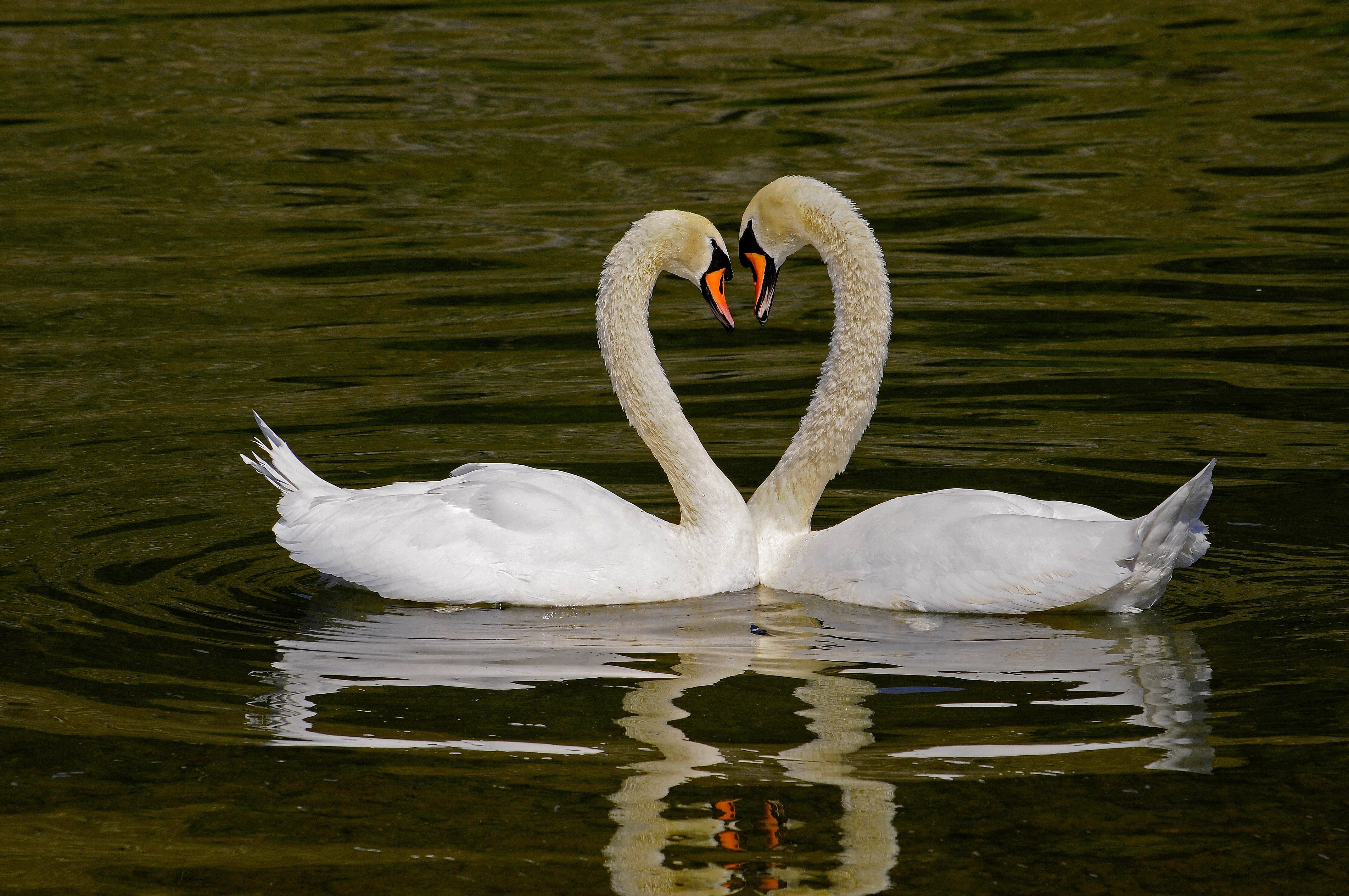 water, coeur, pond, 4K, wildlife, heart shape, heart, Herz, lake, forming, le classique, Swan, cuore, two, shape, zemër, nature, tuberculés, bird, animal, HD Wallpaper
