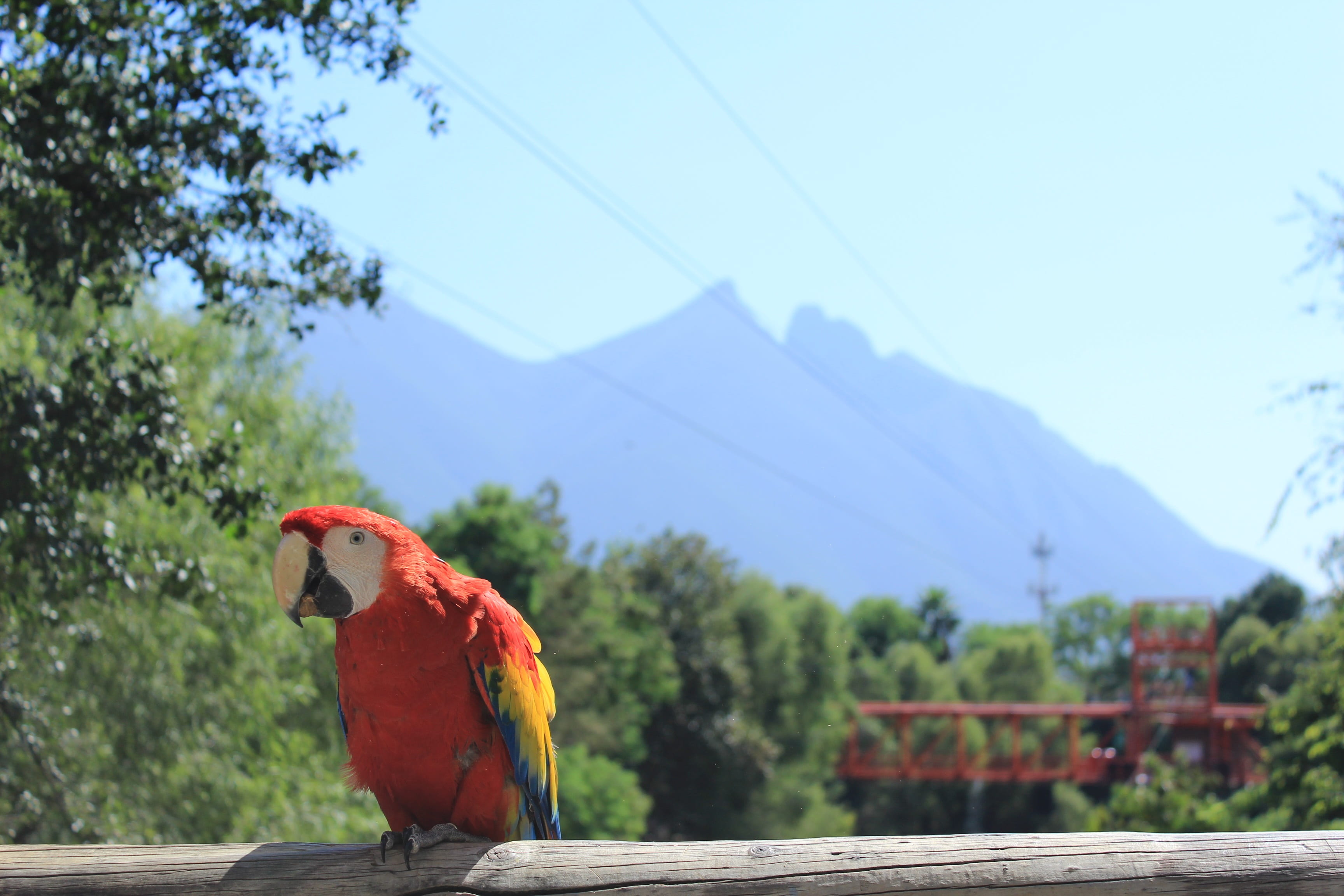 one animal, animal wildlife, mountain, image, animals, macaw, beauty, tree, monterrey, animals in the wild, focus on foreground, vertebrate, bird, animal themes, HD Wallpaper
