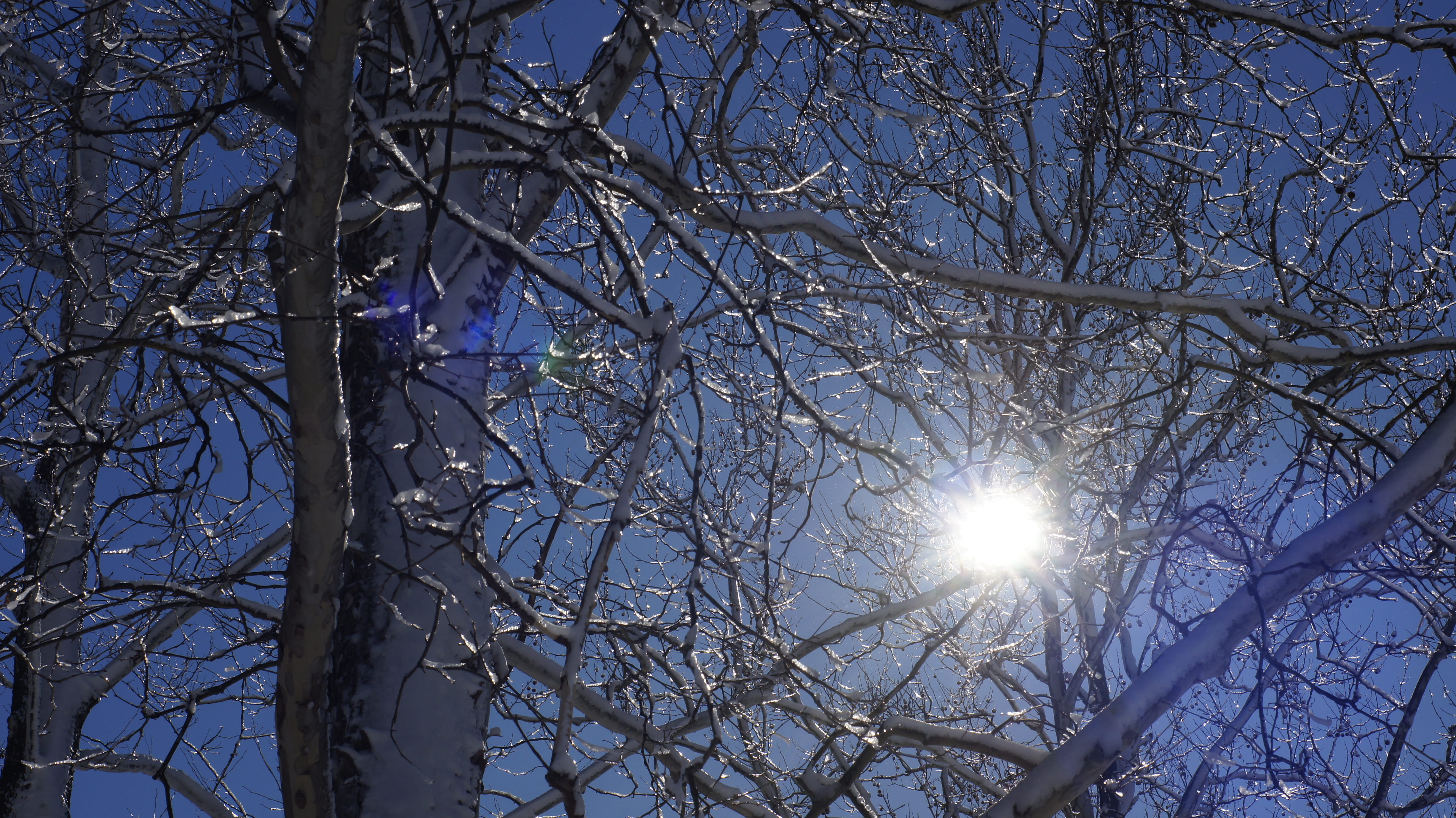 4K, sunlight, tranquility, streaming, beauty in nature, cold temperature, day, branch, nature, low angle view, bright, outdoors, winona lake, park ave, HD Wallpaper