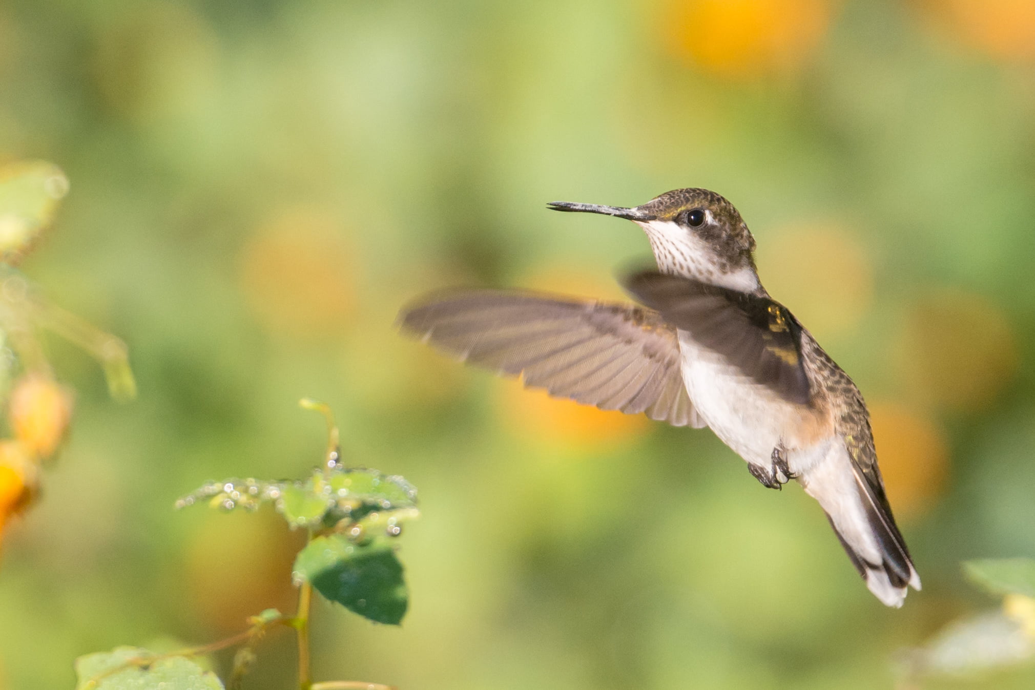 Hummingbirds, flying, Archilochus colubris, hovering, Hueston Woods State Park, green leaf, wildlife, wildlife photography, plant, photography, bird Watching, HD Wallpaper