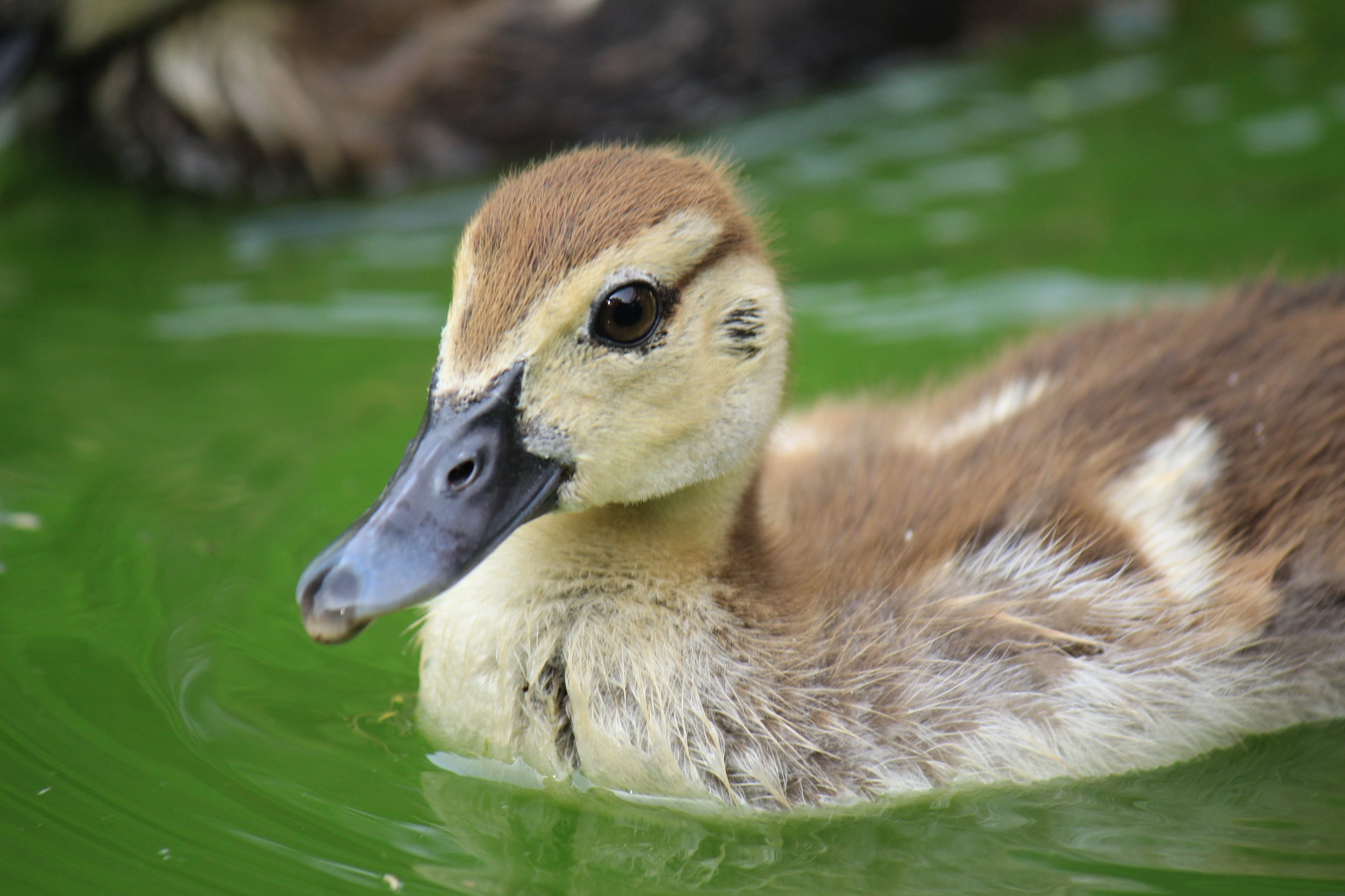 pen, yellow, bird, nature, gosling, ducklings, fauna, black, trees, animals, water bird, ave, beautiful, outdoors, focus on foreground, green, animals in the wild, HD Wallpaper