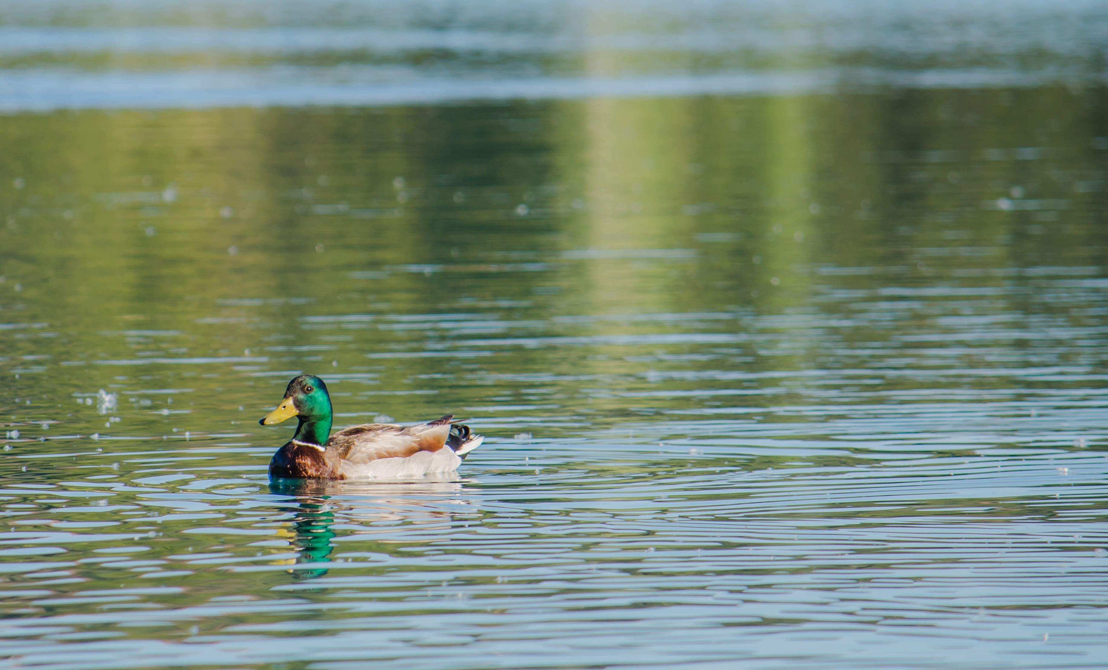 water, reservoir, lake, outdoors, summer, swimming, poultry, park, one animal, laguna, 2K, birds, reflection, bird, vertebrate, river, focus on foreground, HD Wallpaper