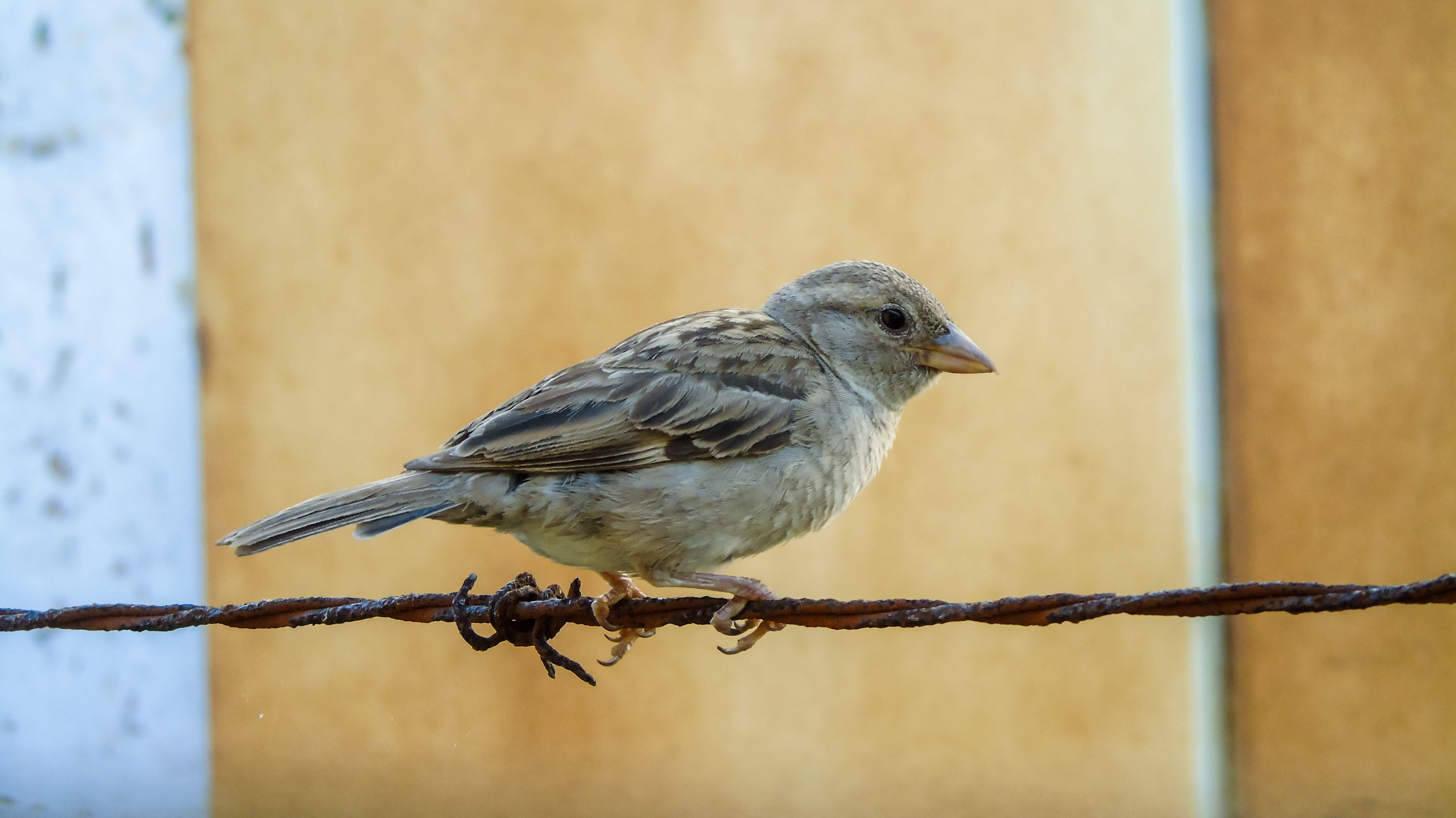 sperling, one animal, vertebrate, barrier, perching, wood - material, no people, garden, plumage, love, beautiful, fence, animal themes, metal, birds, cuba, HD Wallpaper