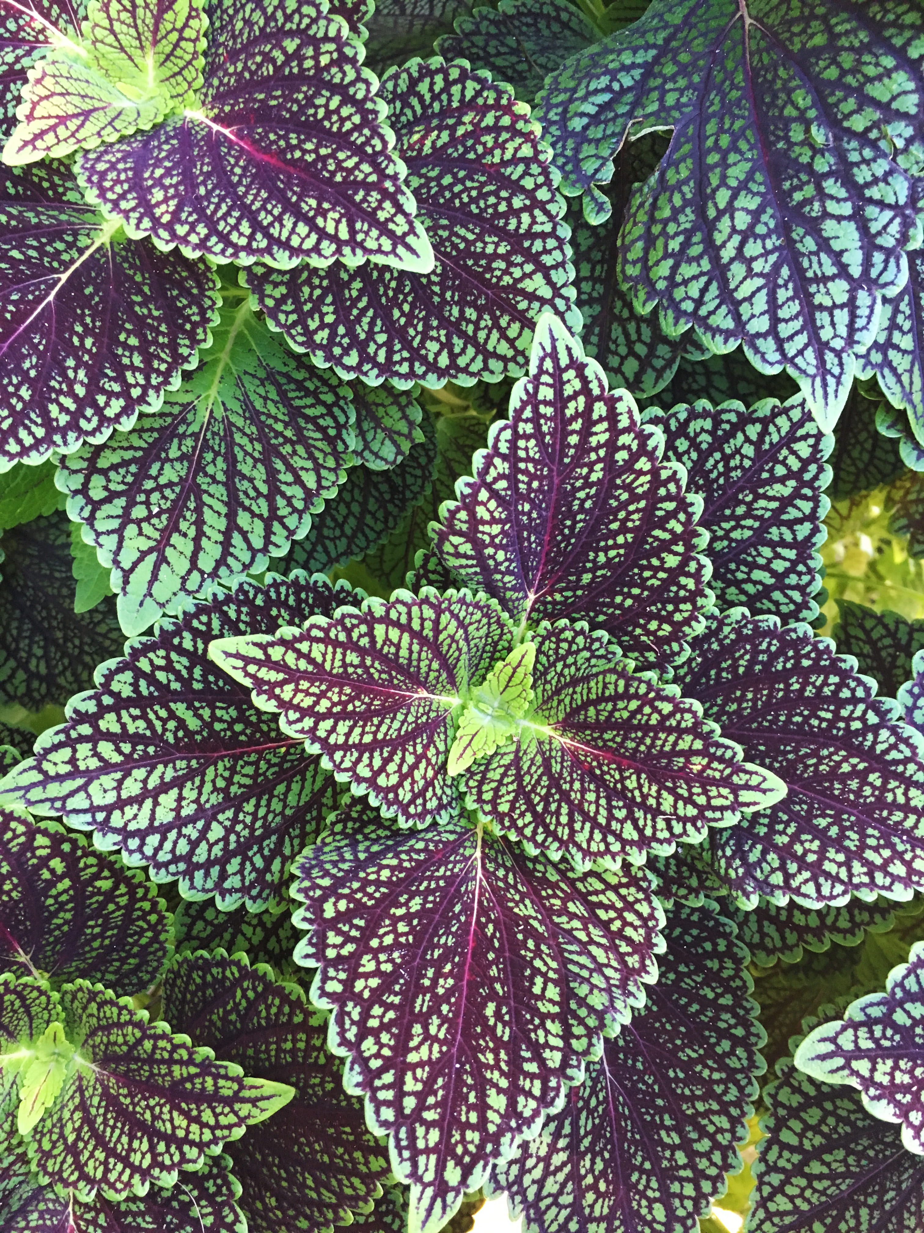 day, leaf, outdoors, plant part, 4K, sprout, veins, green color, beauty in nature, growth, purple, backgrounds, leaves, close-up, plant, winter park, vulnerability, Phone HD Wallpaper
