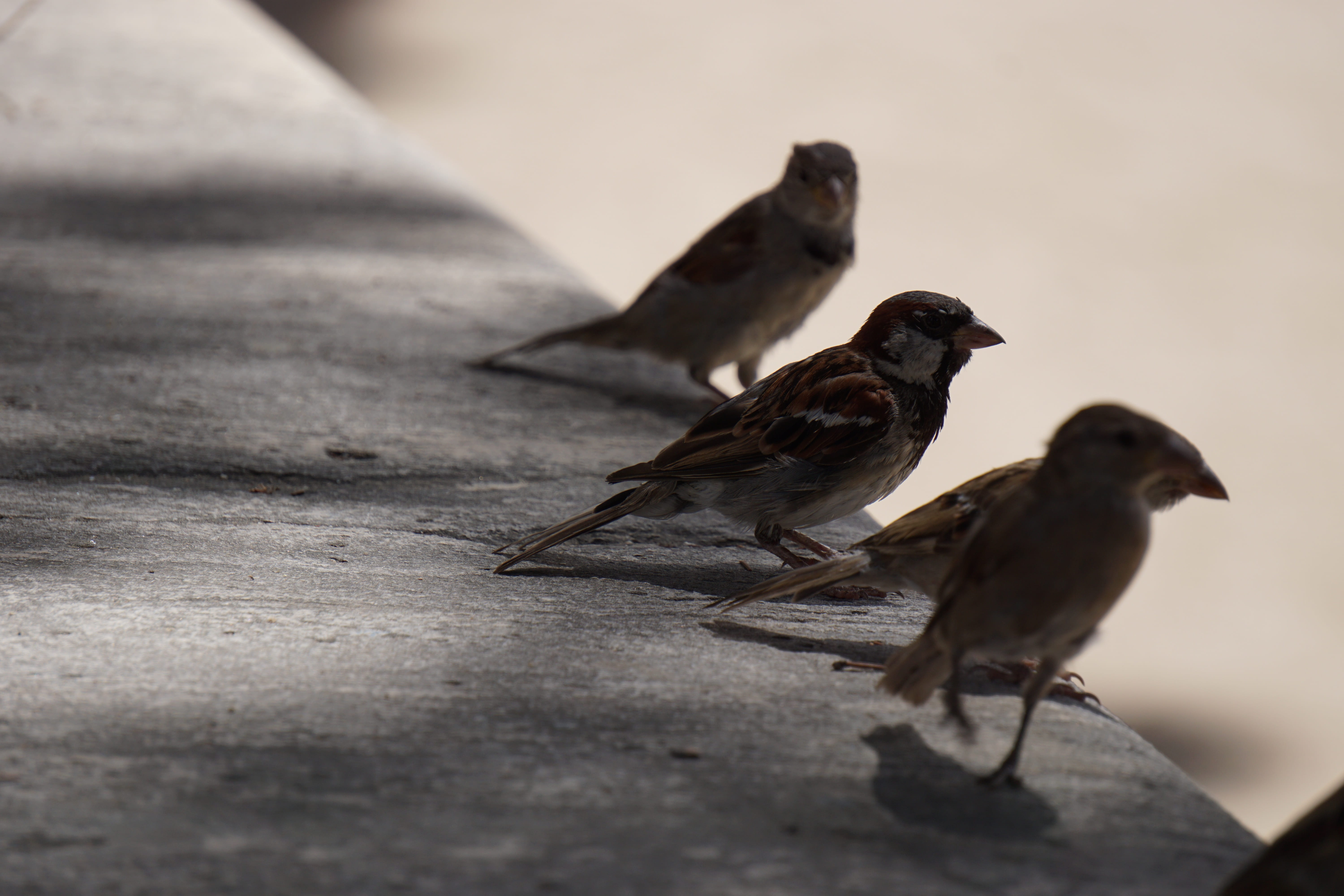two animals, nature, focus on foreground, outdoors, bird, close-up, birds, animal wildlife, vertebrate, animals in the wild, park, full length, care, group of animals, HD Wallpaper