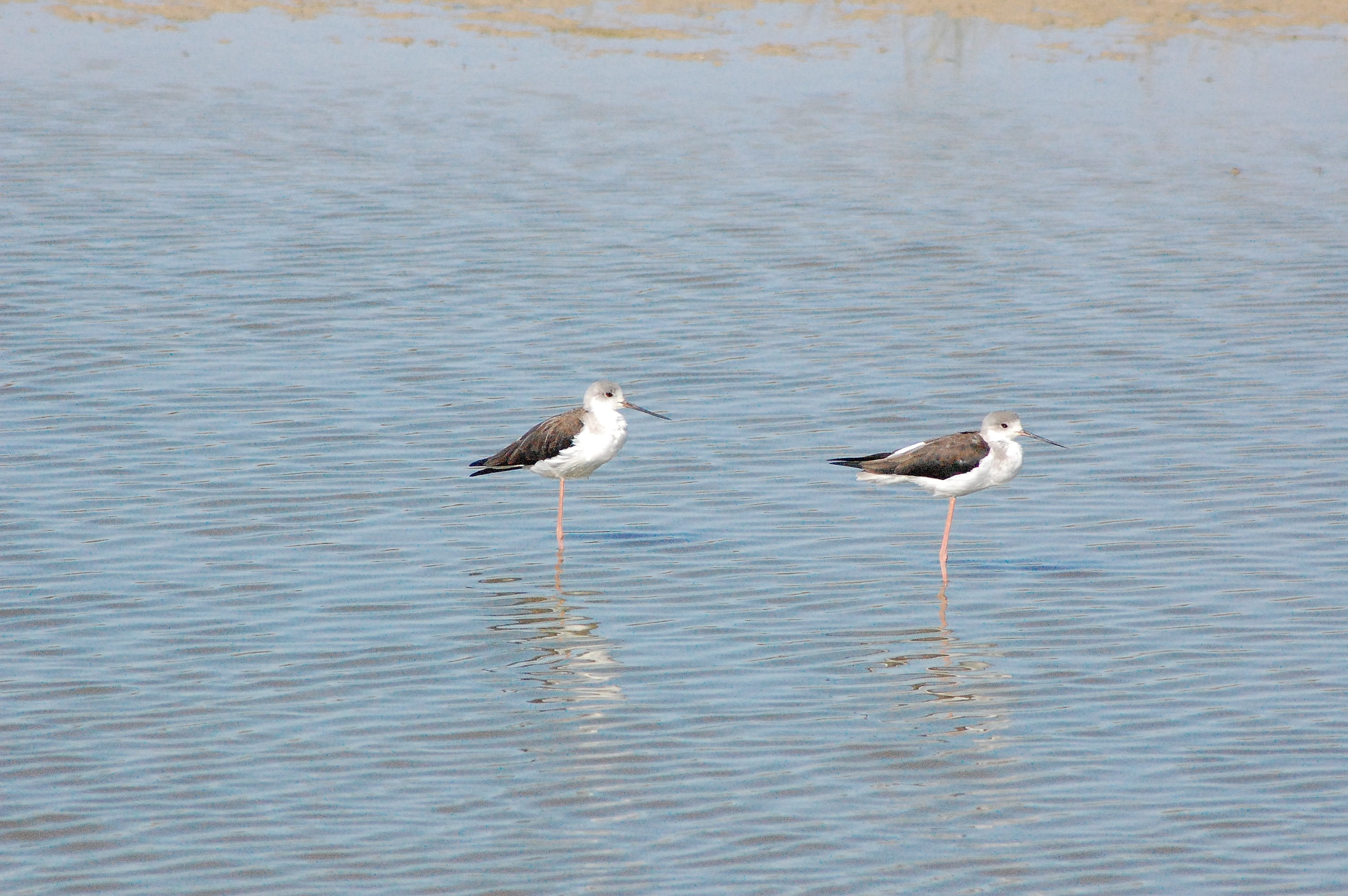 ave, stilts, day, no people, beauty in nature, nature, water, waterfront, group of animals, animals in the wild, bird, outdoors, focus on foreground, side view, HD Wallpaper
