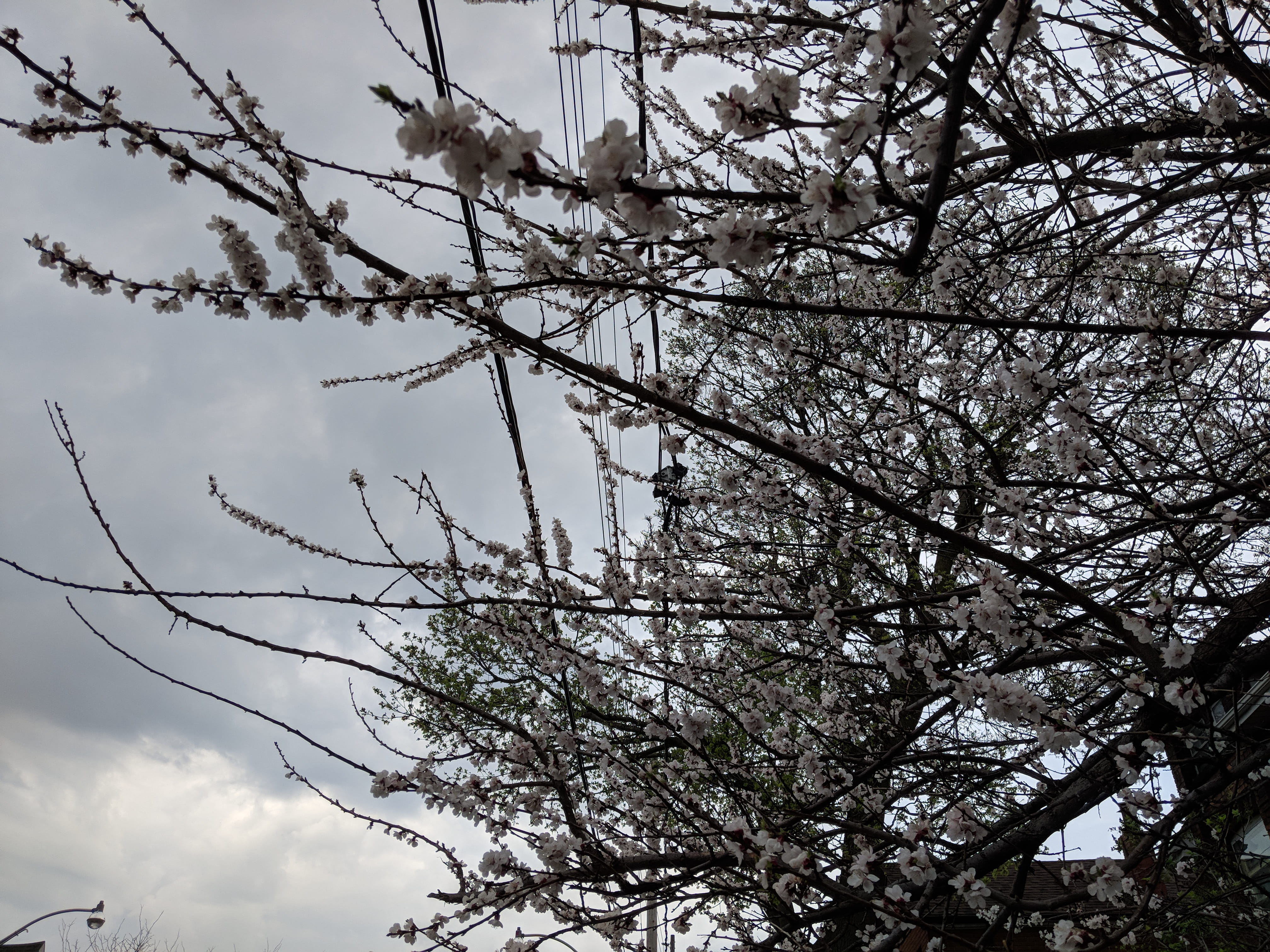 fragility, low angle view, bare tree, 4K, outdoors, springtime, plant, growth, cable, sky, beauty in nature, nature, day, canada, no people, flower, park, HD Wallpaper