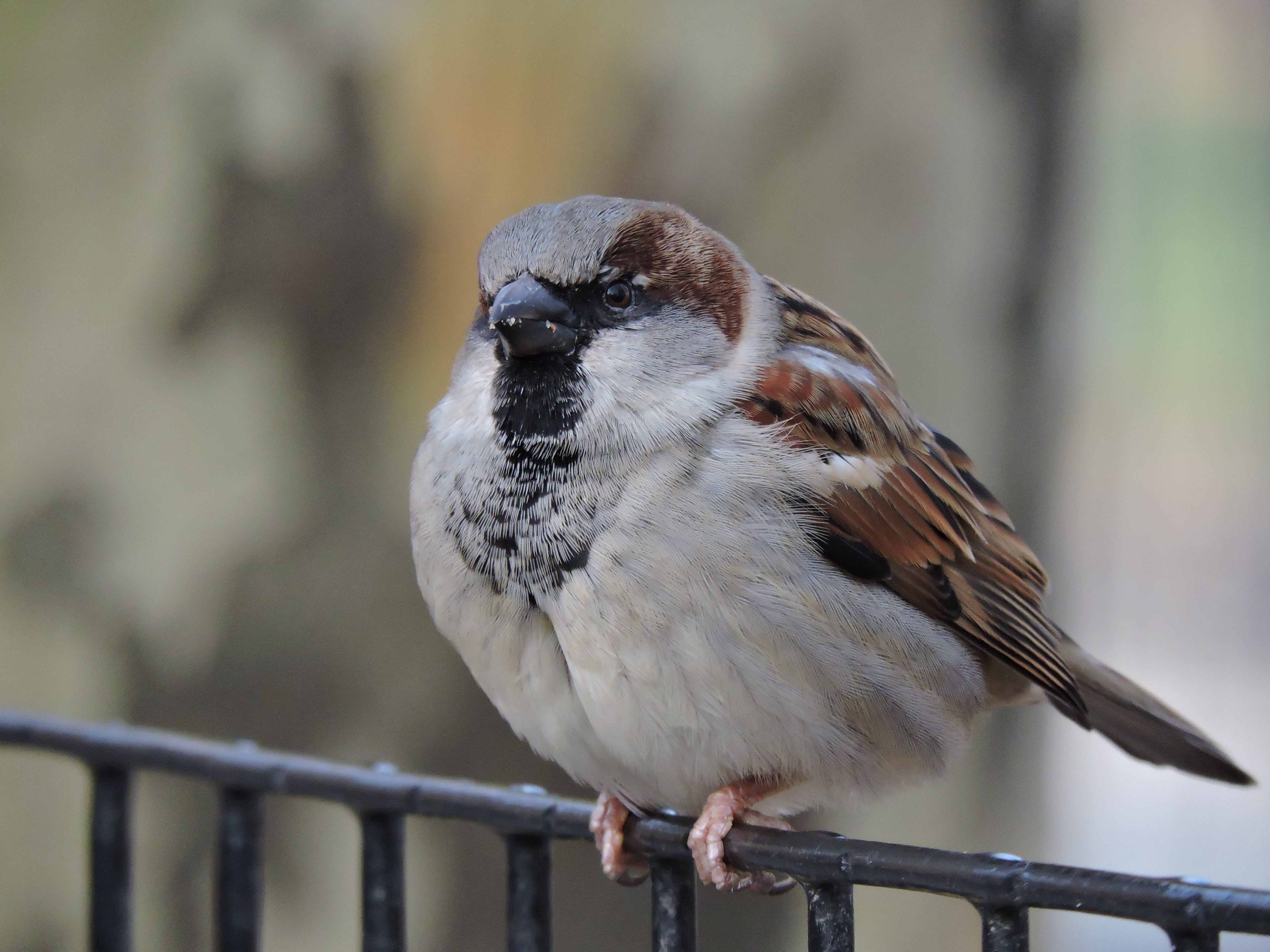 no people, boundary, railing, vertebrate, wings, dom, focus on foreground, fly, peak, sparrow, one animal, perching, central park, animal wildlife, metal, HD Wallpaper
