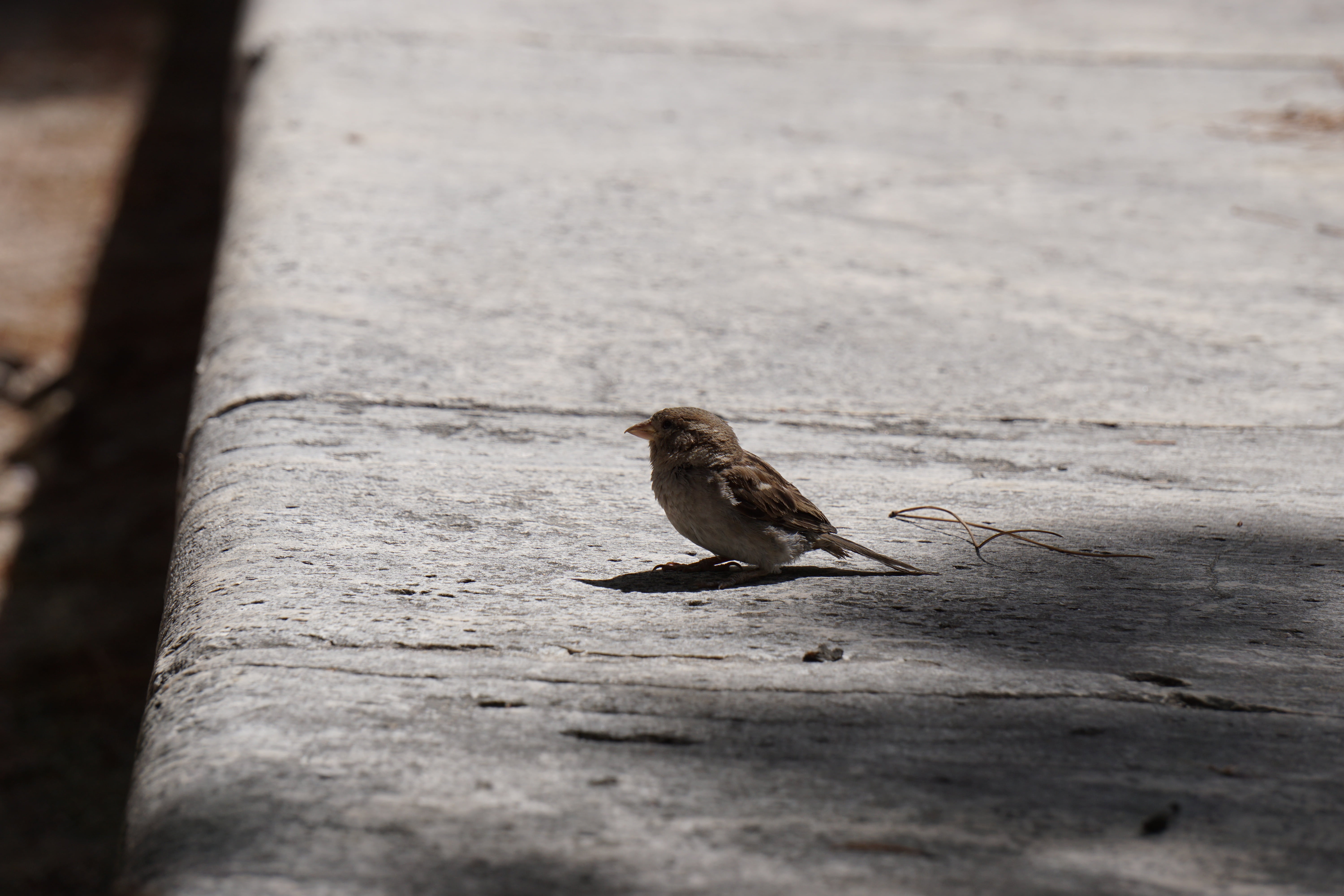 vertebrate, nature, sparrow, sunlight, feathers, focus on foreground, animals in the wild, full length, no people, ave, outdoors, park, selective focus, HD Wallpaper