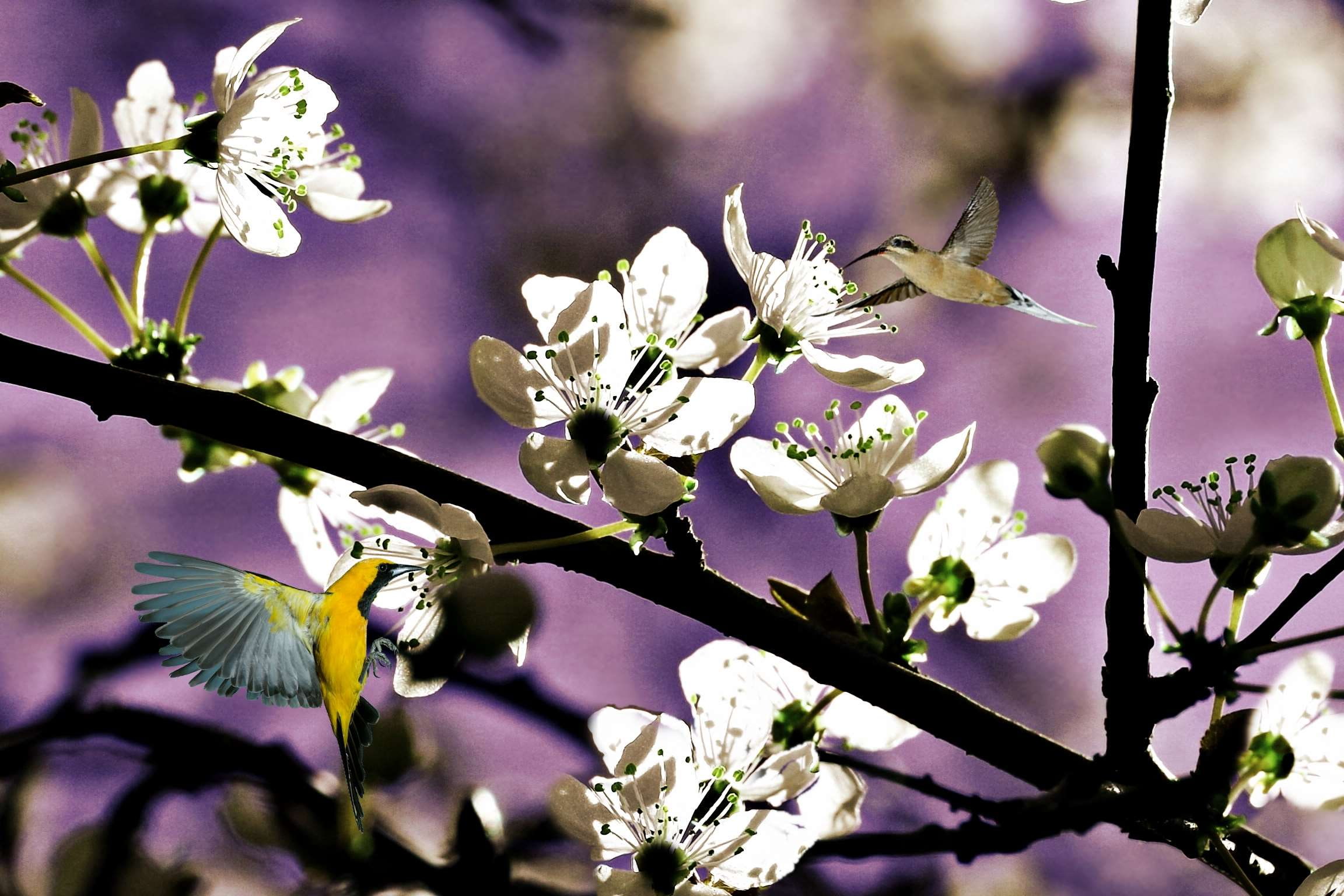 springtime, pollen, aves, branch, garden, cherry blossom, day, growth, flowers, beauty in nature, flowering plant, flower, flores, spring, blossom, twig, HD Wallpaper