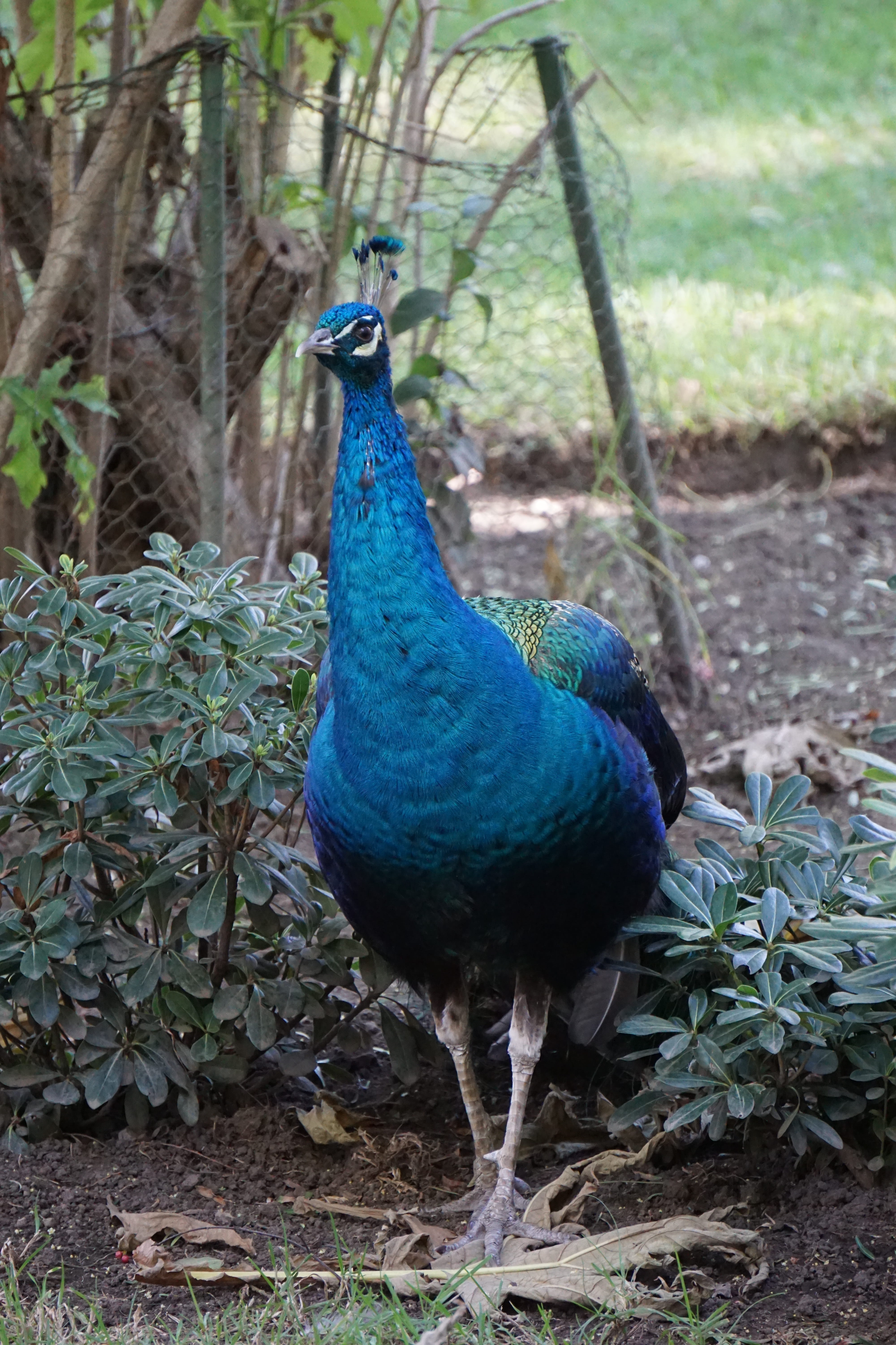 nature, Peacock, no people, day, animals in the wild, plant part, beauty in nature, forest, animal themes, field, Bird, land, Ave, plant, tree, blue, leaf, Phone HD Wallpaper