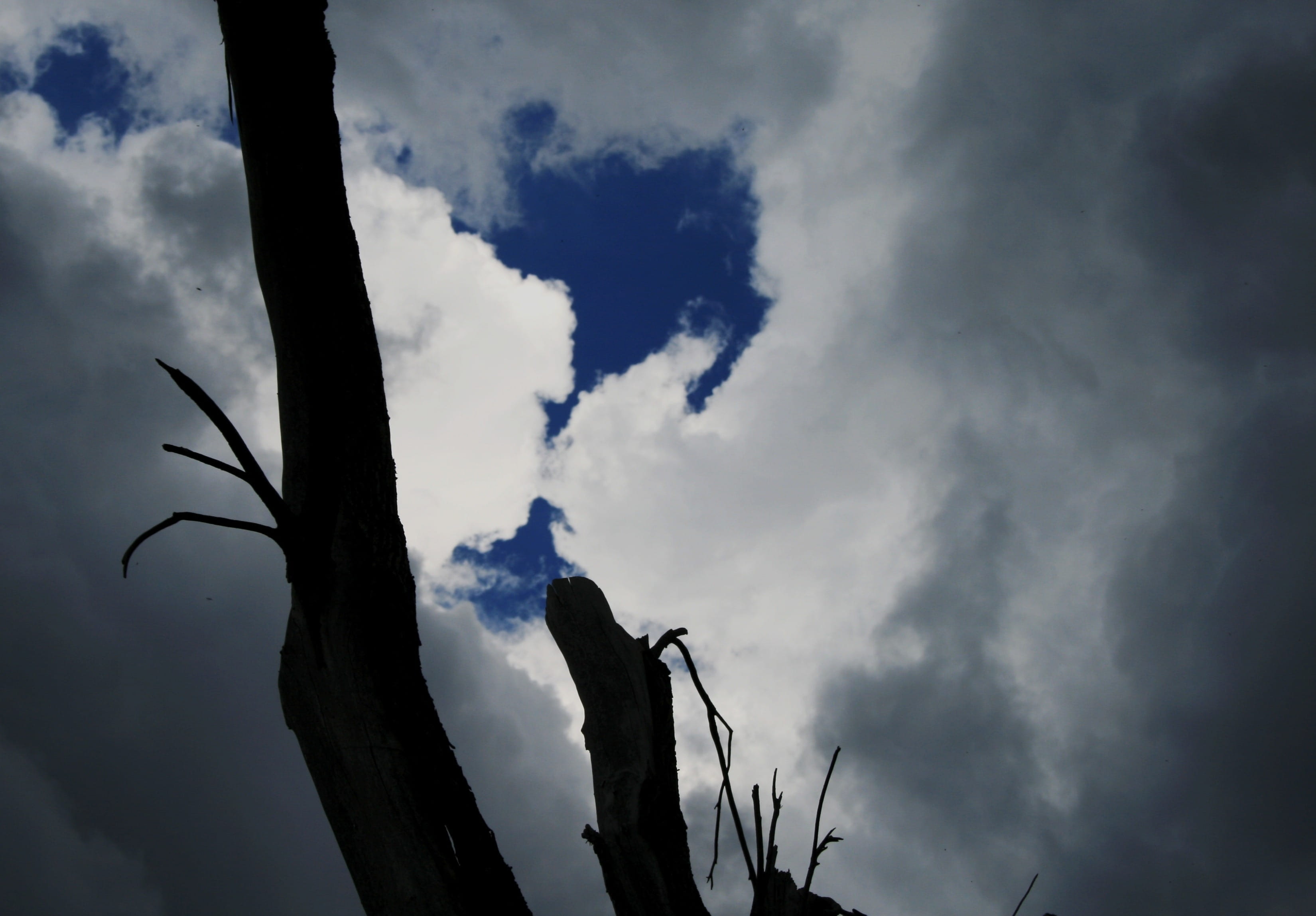 White, Clouds, beauty in nature, plant, sky, nature, storm, Shadow, scenics - nature, cloud - Sky, Shades, branch, 2K, tranquil scene, low angle view, HD Wallpaper