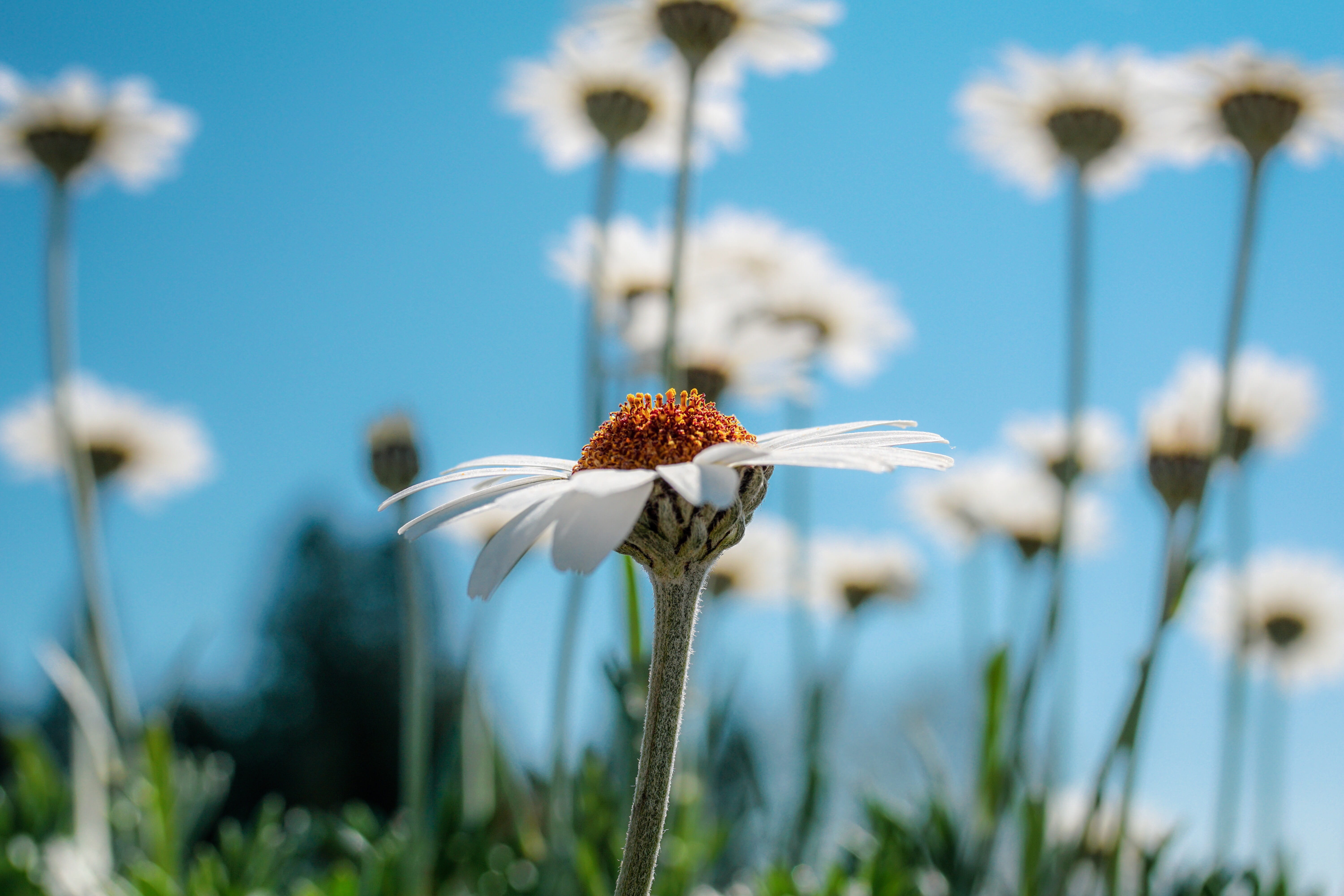 season, pollen, margarite, light, plant stem, land, freshness, petals, white color, fragility, blossom, petal, plant, beauty in nature, flowering plant, HD Wallpaper