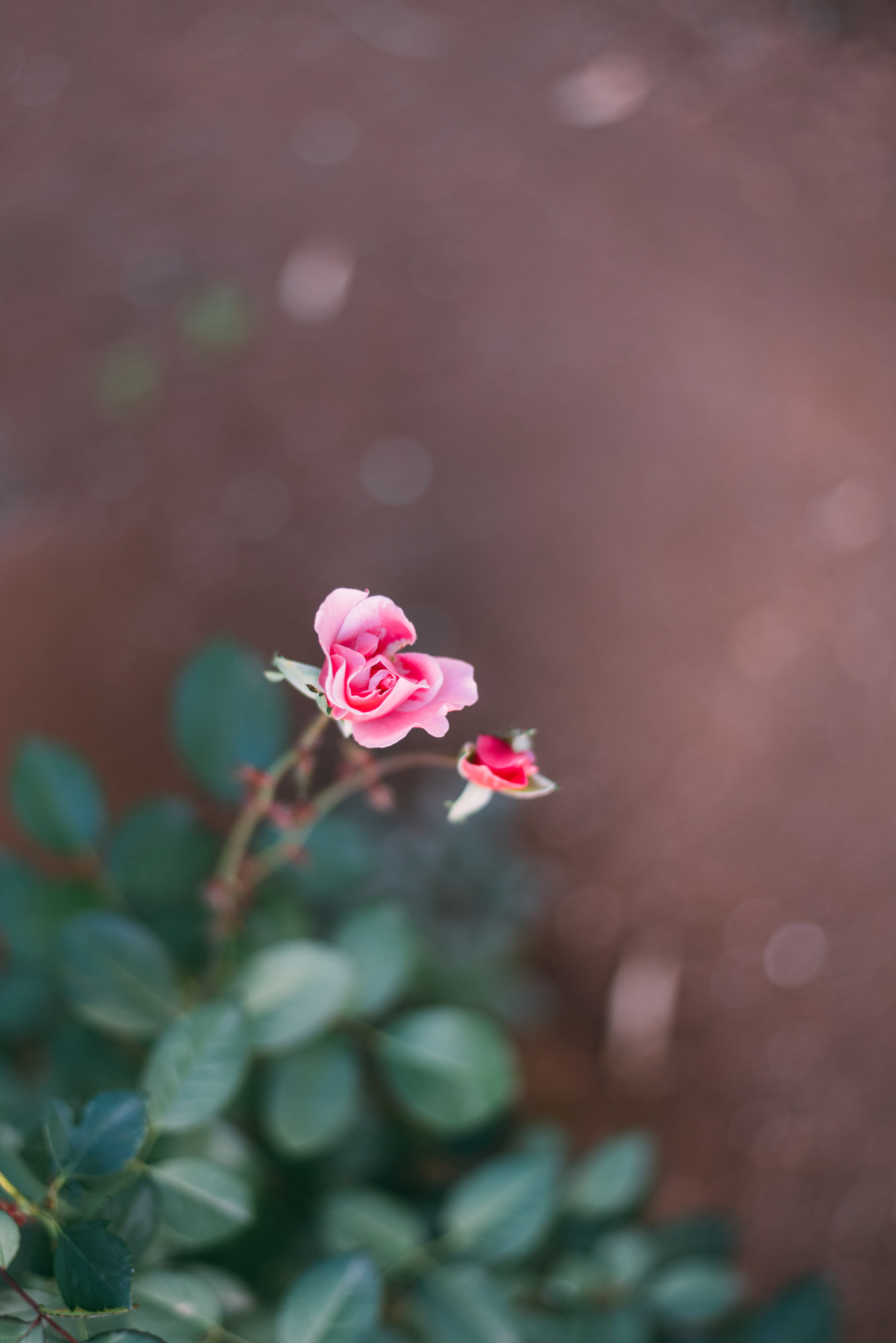 flowering plant, flowers, earth, beauty in nature, rosa, vulnerability, travel, plant part, leaf, petal, natura, day, blossom, nature, marocco, bellezza, Phone HD Wallpaper