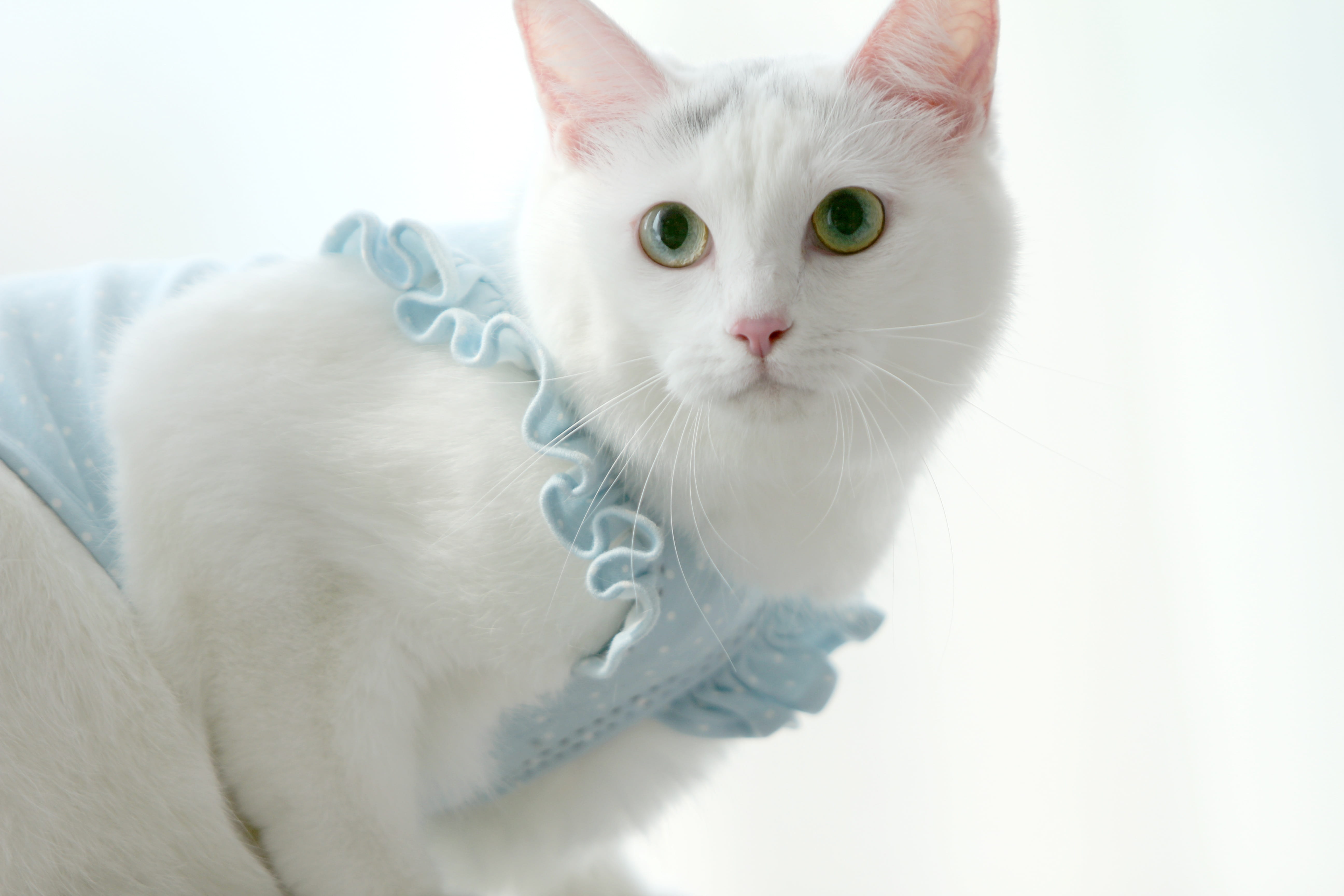 one animal, En, Ho, animal, cute, 5K, domestic animals, Fe, feline, portrait, looking at camera, studio shot, pets, domestic, turkey angora, no people, HD Wallpaper