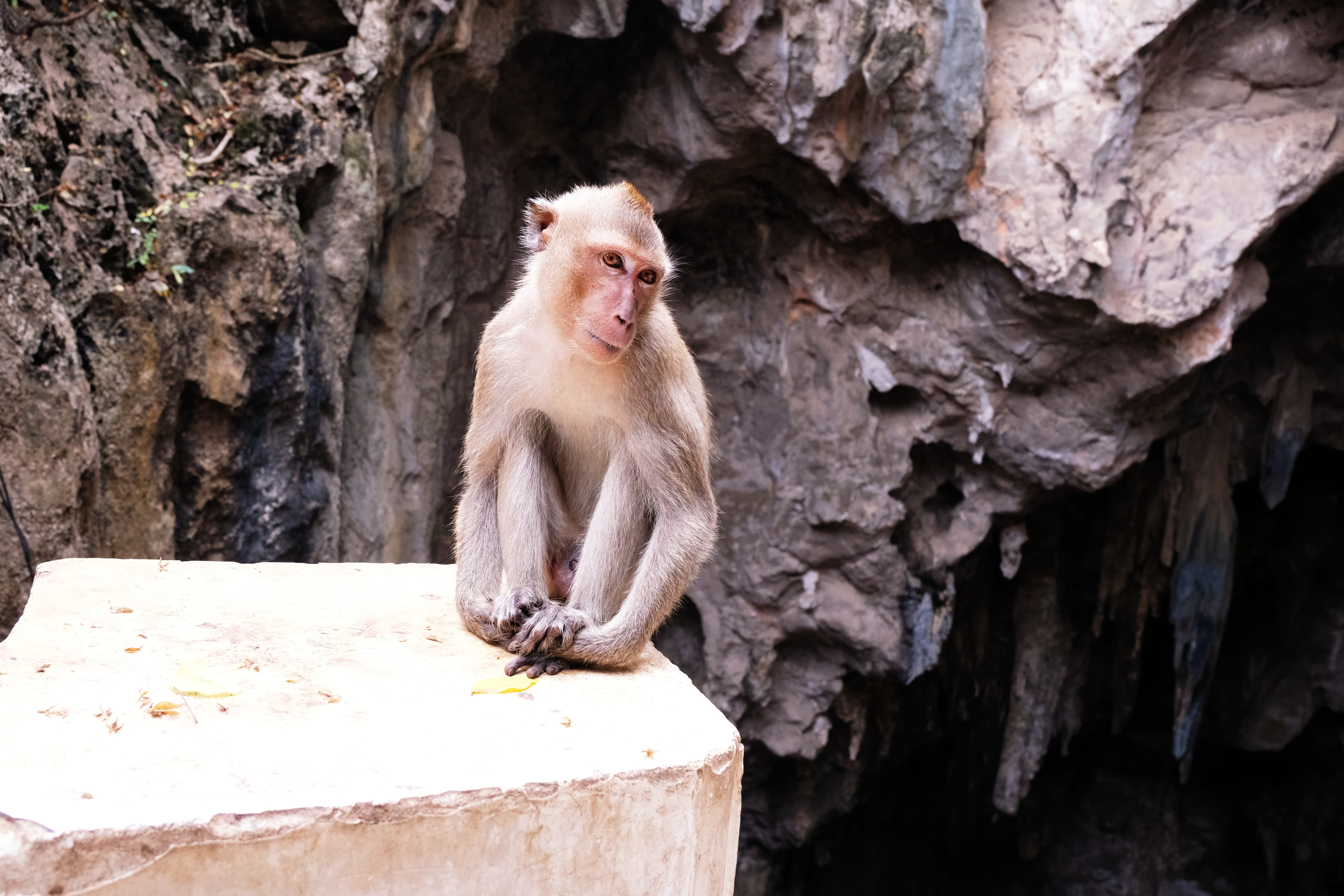 zoo, nature, vertebrate, rock - object, thongchai, sitting, focus on foreground, rock, mammal, animal, monkey, no people, animal wildlife, baboon, solid, HD Wallpaper
