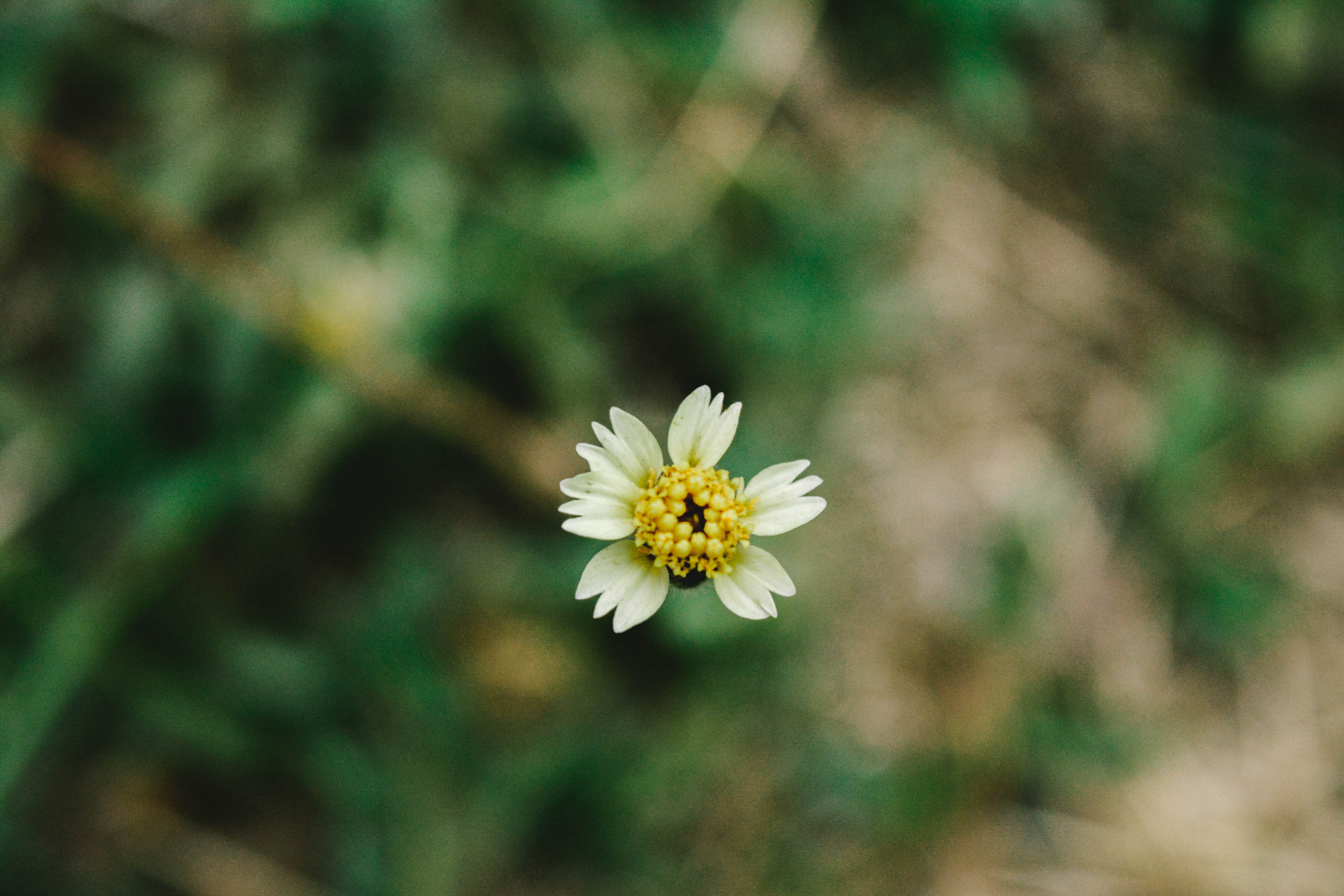 sakon nakhon, vulnerability, beauty in nature, plant, thailand, flower head, daisy, no people, yellow, 5K, inflorescence, focus on foreground, freshness, HD Wallpaper