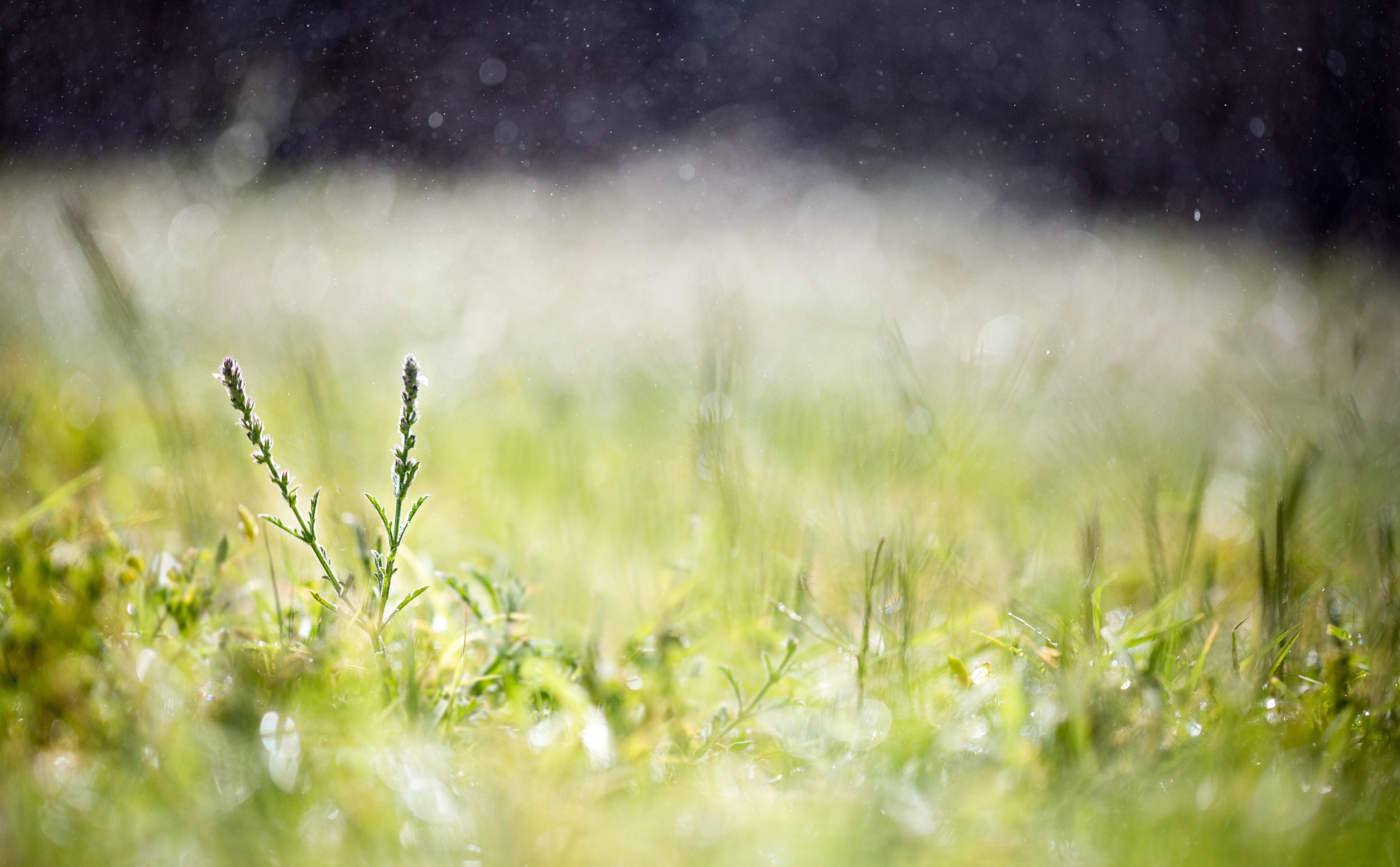 tranquility, springtime, no people, plant, selective focus, Weeds, fresh, Light, Macro, green color, Together, day, landscape, getlow, land, laydown, green, HD Wallpaper